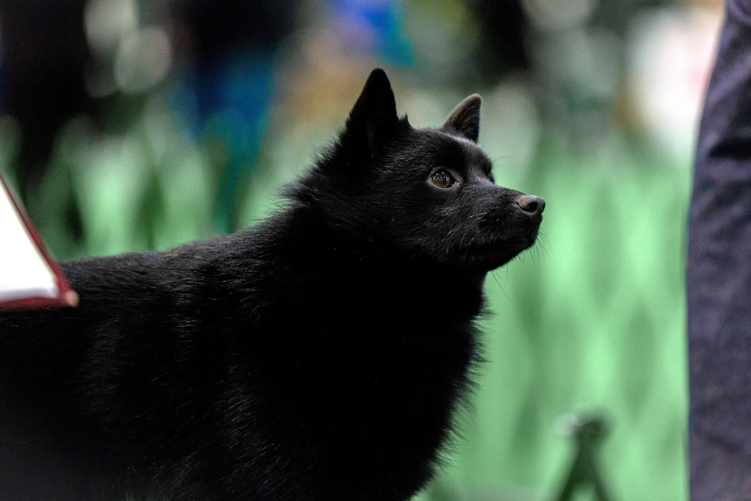 Крокус 3,9 и 10.12.2023. Фотограф-анималист Юлия Германика