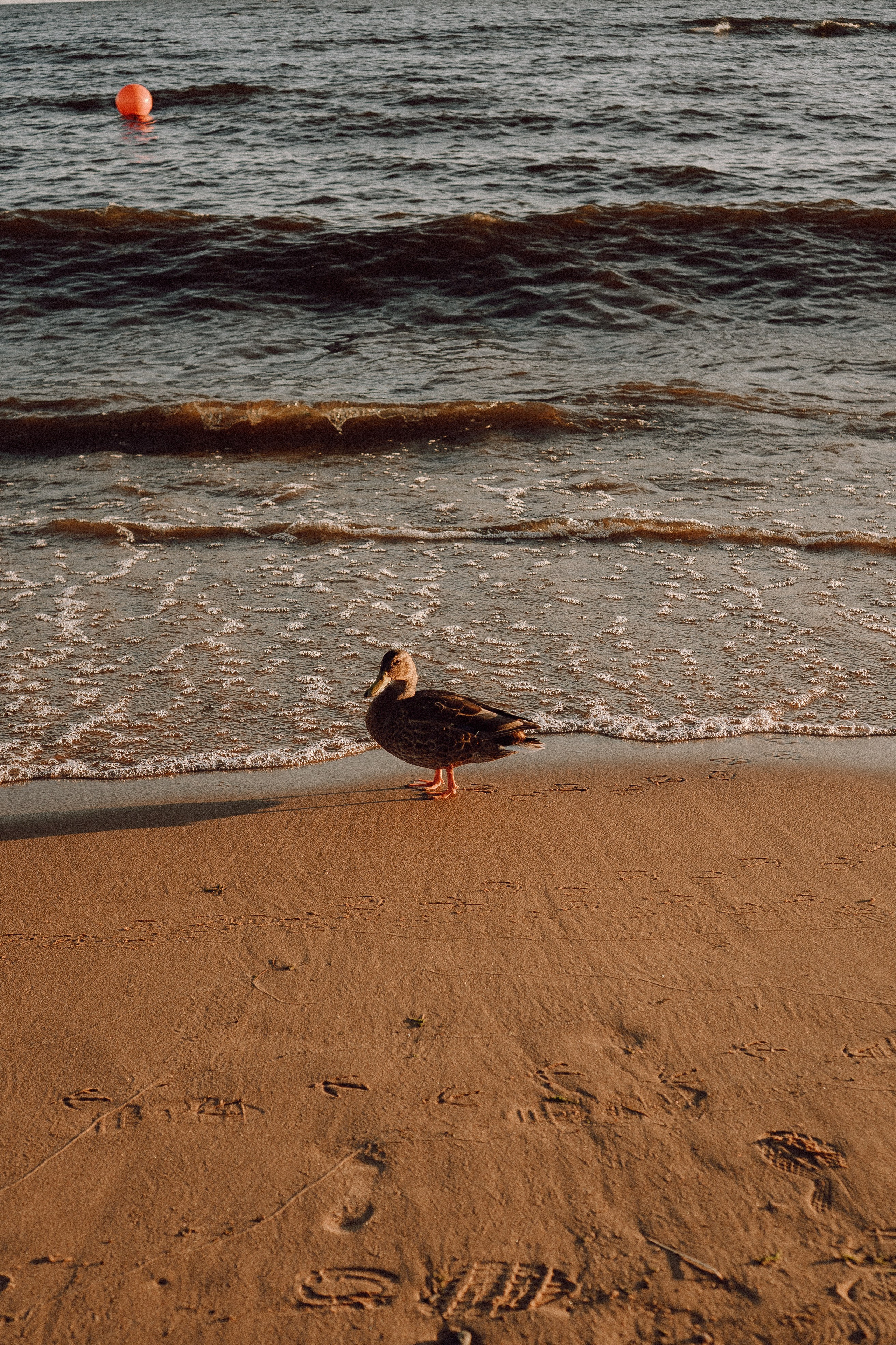 РОМАНТИКА ФИНСКОГО ЗАЛИВА. Профессиональный фотограф, Санкт-Петербург — Виктория Богомолова