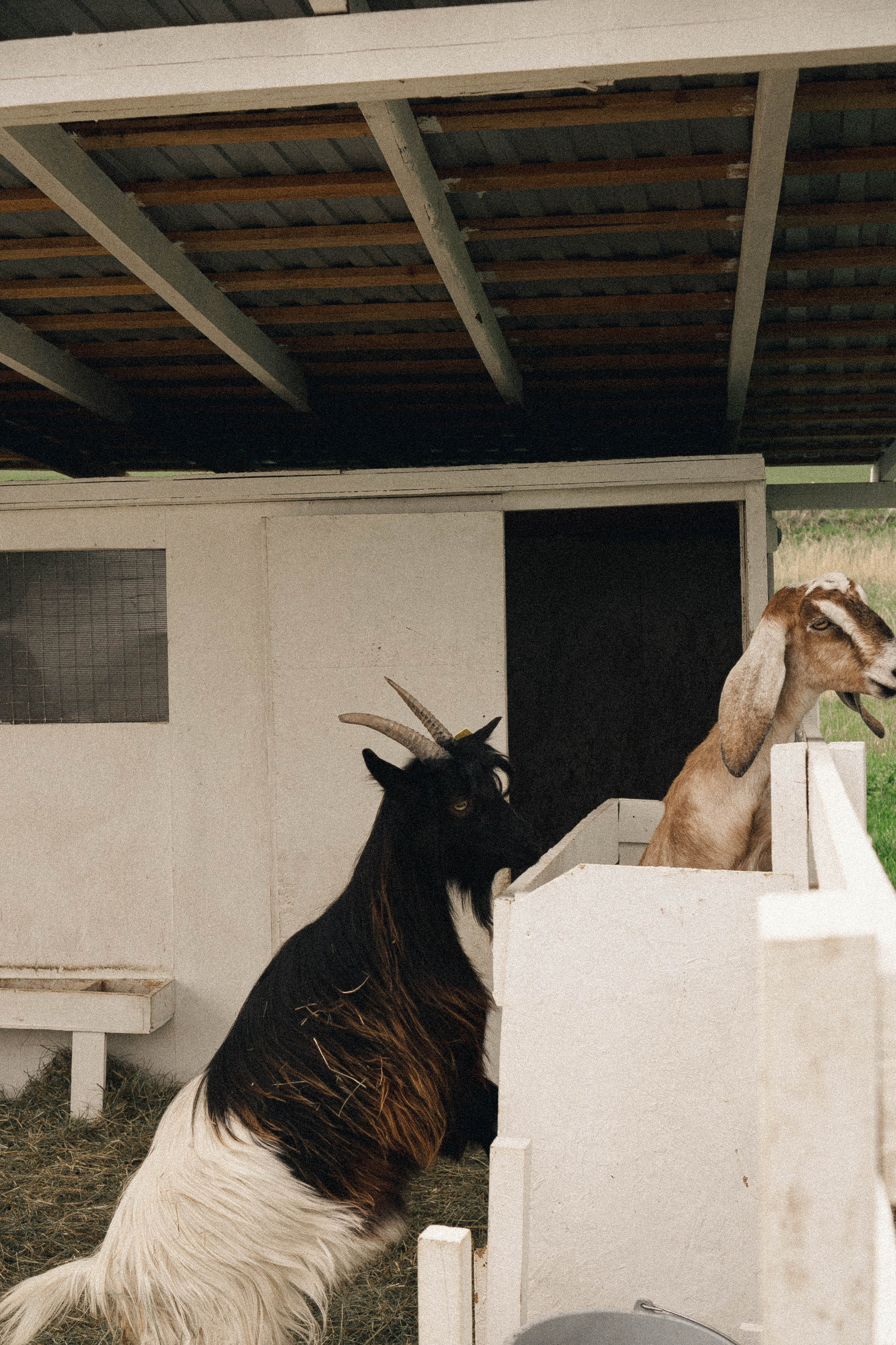 Ферма Альпак. Профессиональный фотограф, Санкт-Петербург — Виктория Богомолова