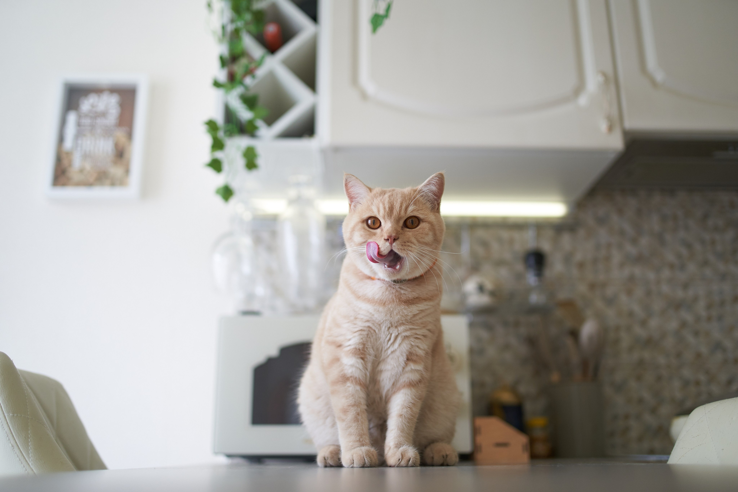 Фотосессия кота. Мужская фотосессия в СПб|Ирина Курманаева