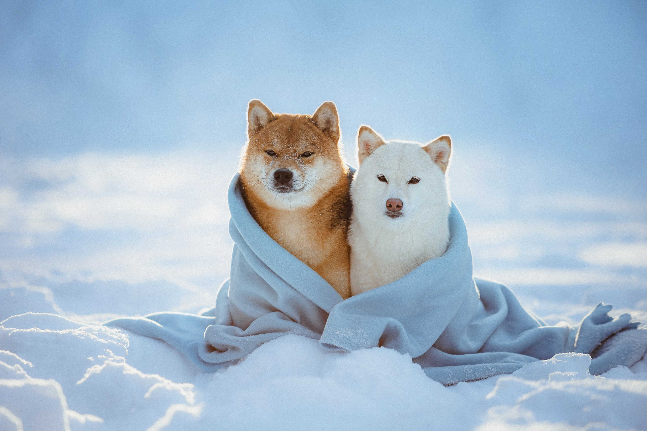 Шед, Цири и Ира