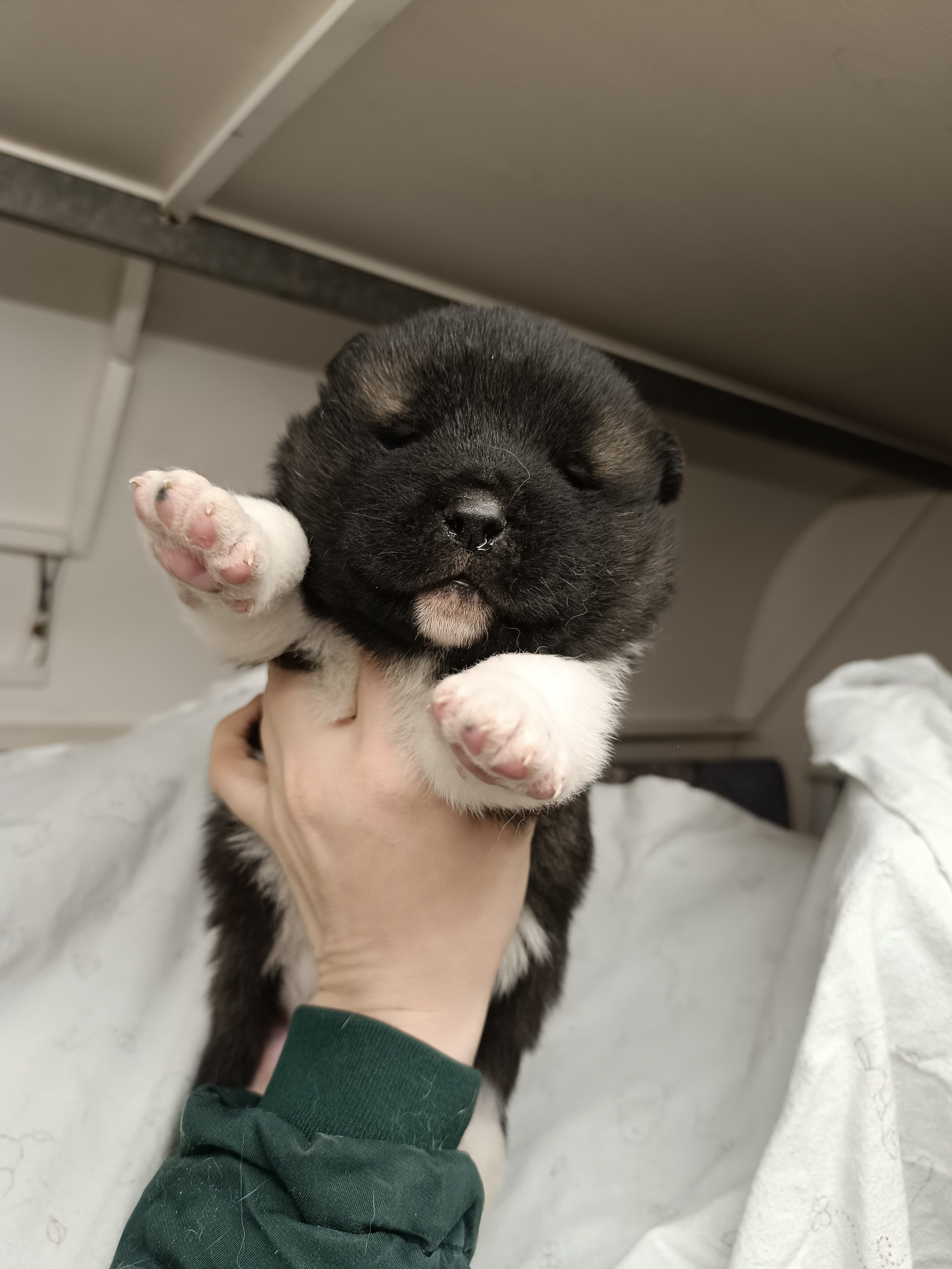 Американская акита  щенки питомник Санкт-Петербург клубные щенки Американская акита питомник RUBYLIGHT Рубилайт купить щенка американской акиты