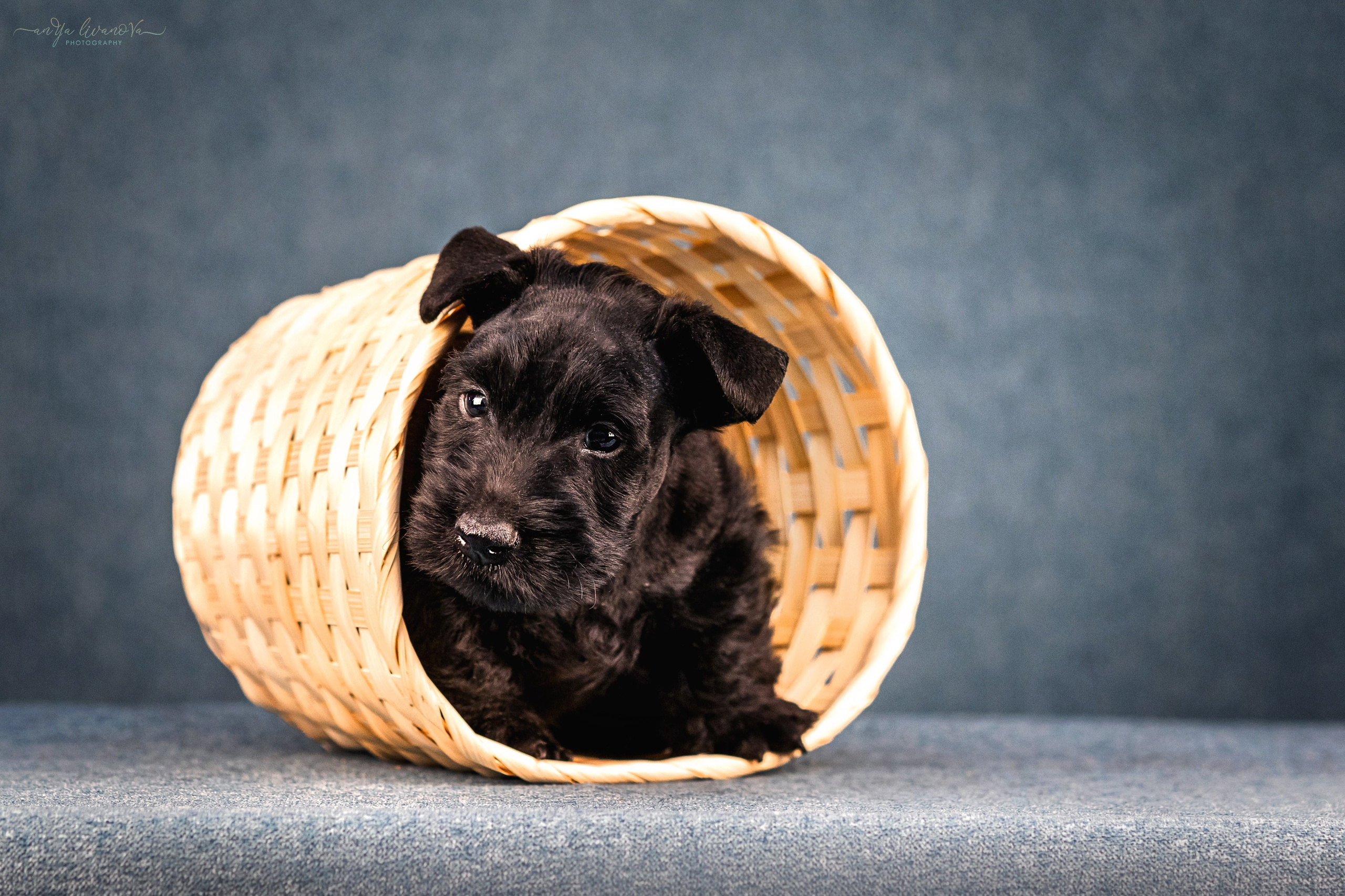 Скотти. Фотограф анималист Аня Ливанова | Рыбинск