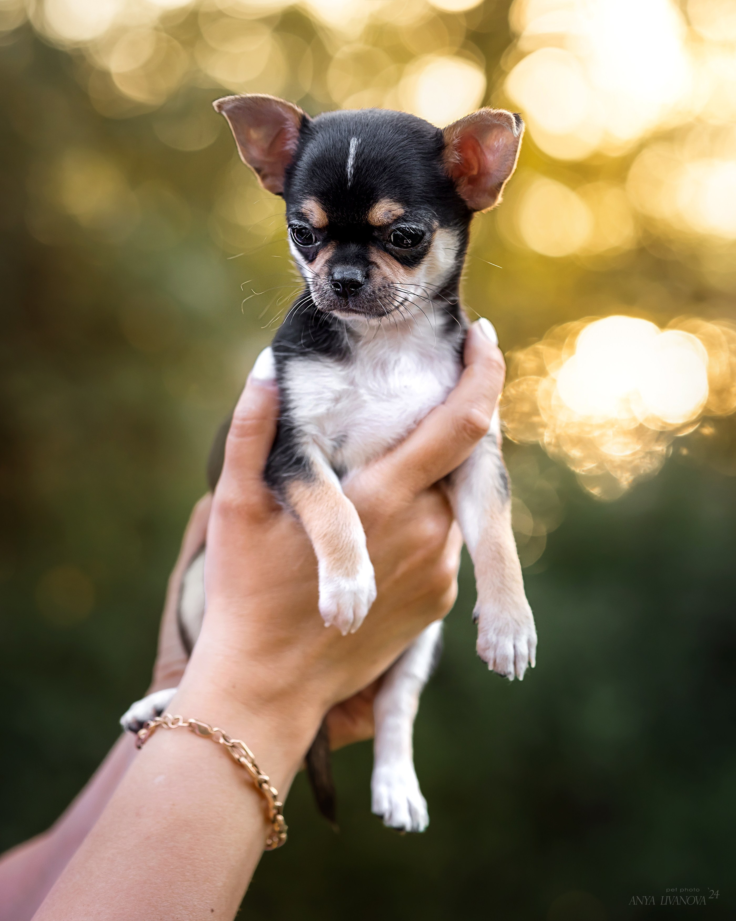 Чихуахуа. Фотограф анималист Аня Ливанова | Рыбинск