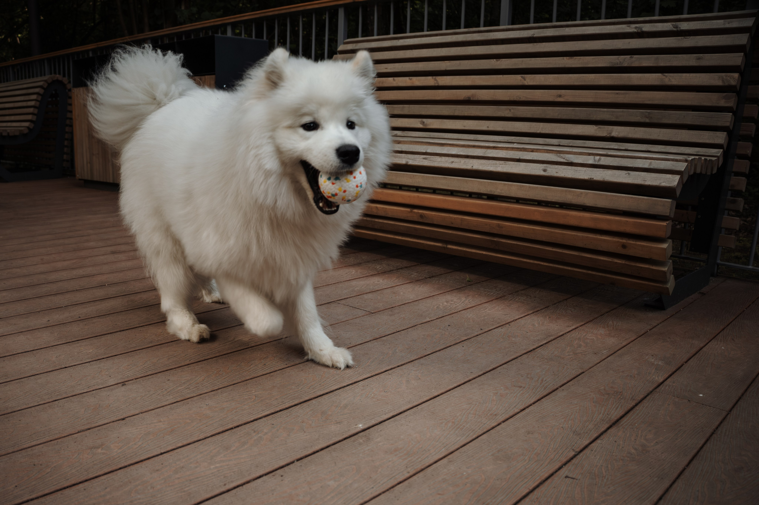 Фотосессия девушки с 2 собаками самоедами в лесопарке. Фотограф-анималист в Москве Екатерина Тихонова