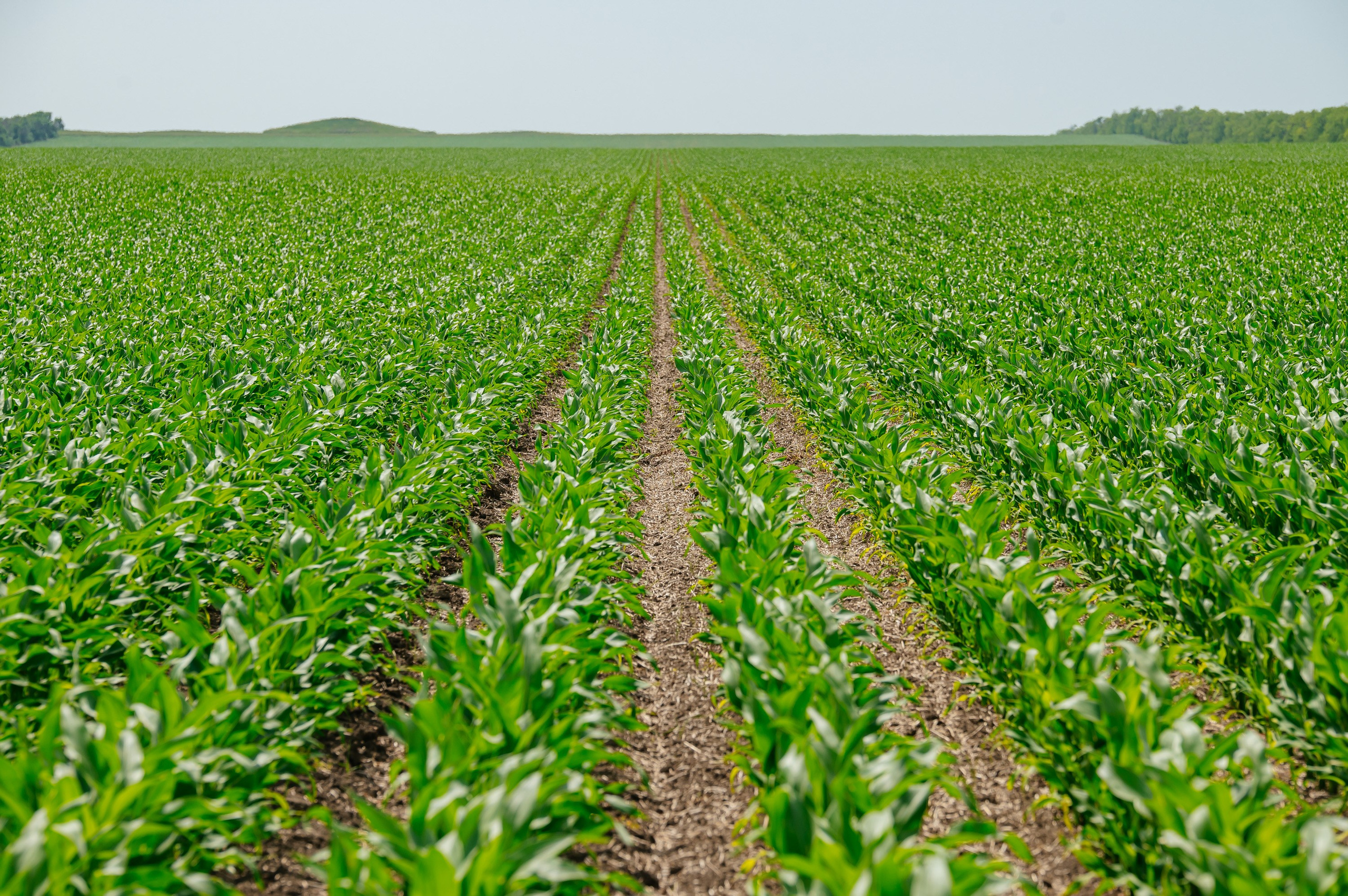 День поля. Главная