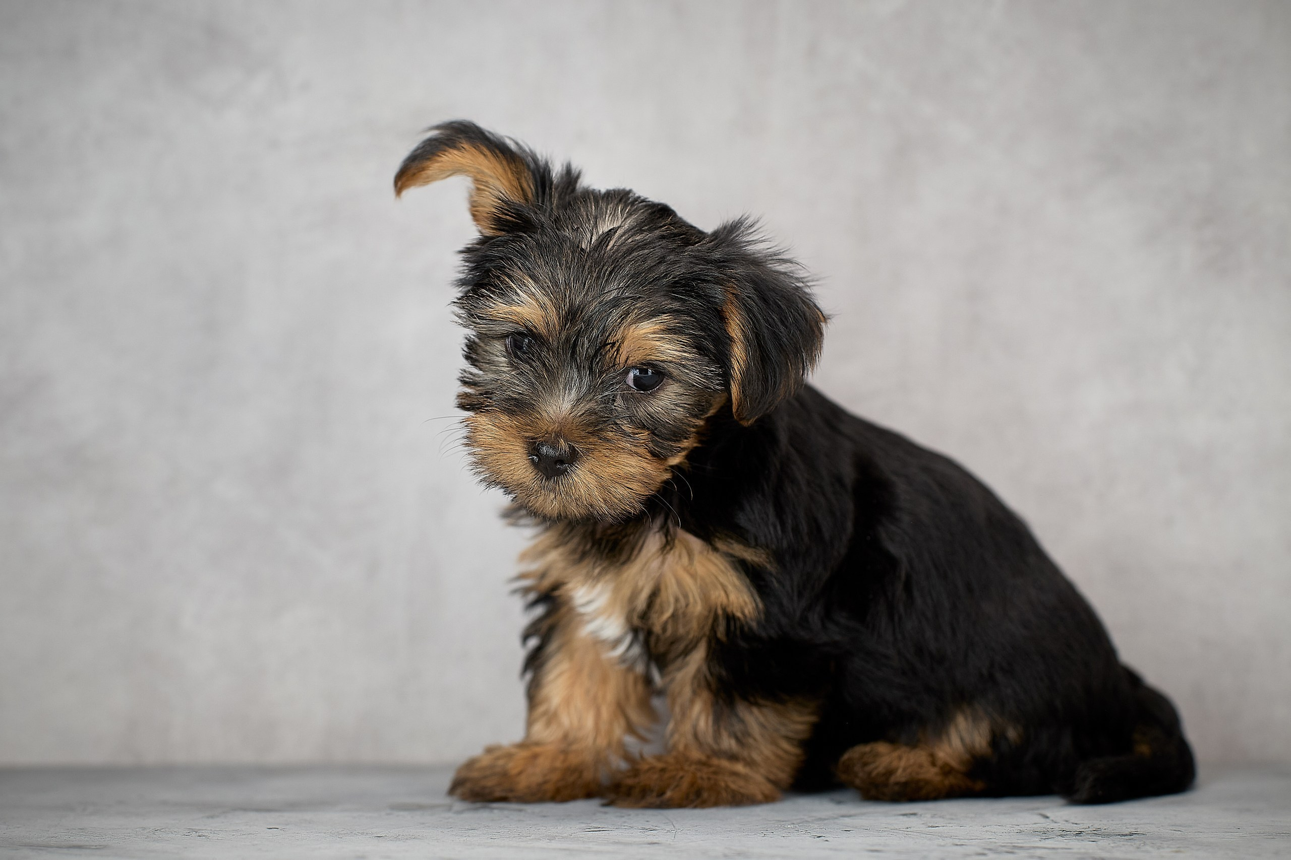 Фотосъёмка щенка на фоне