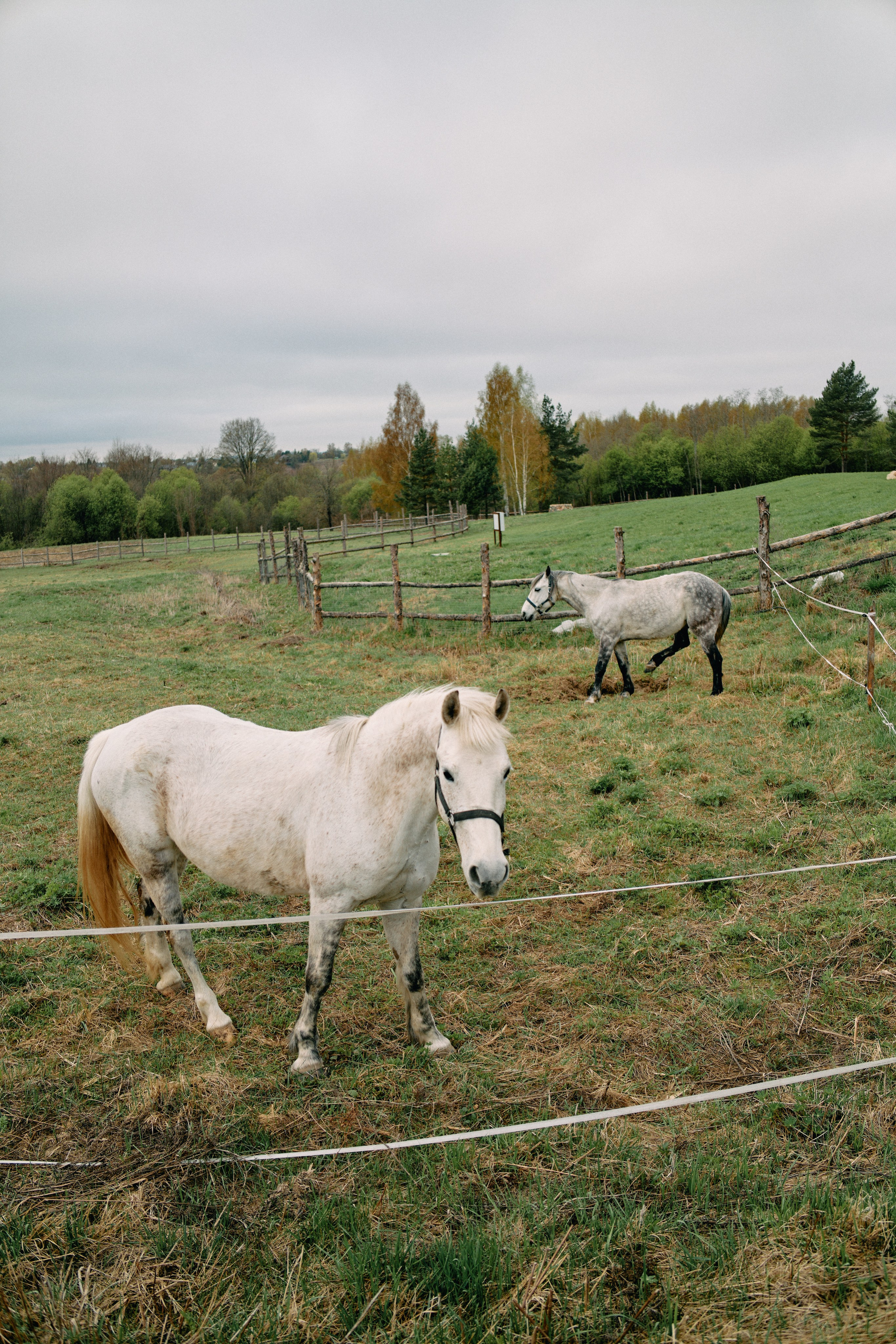 Бутик-отель Поле летом. Профессиональный Фотограф во Владимире, в Москве и в Суздале — Полина Романычева