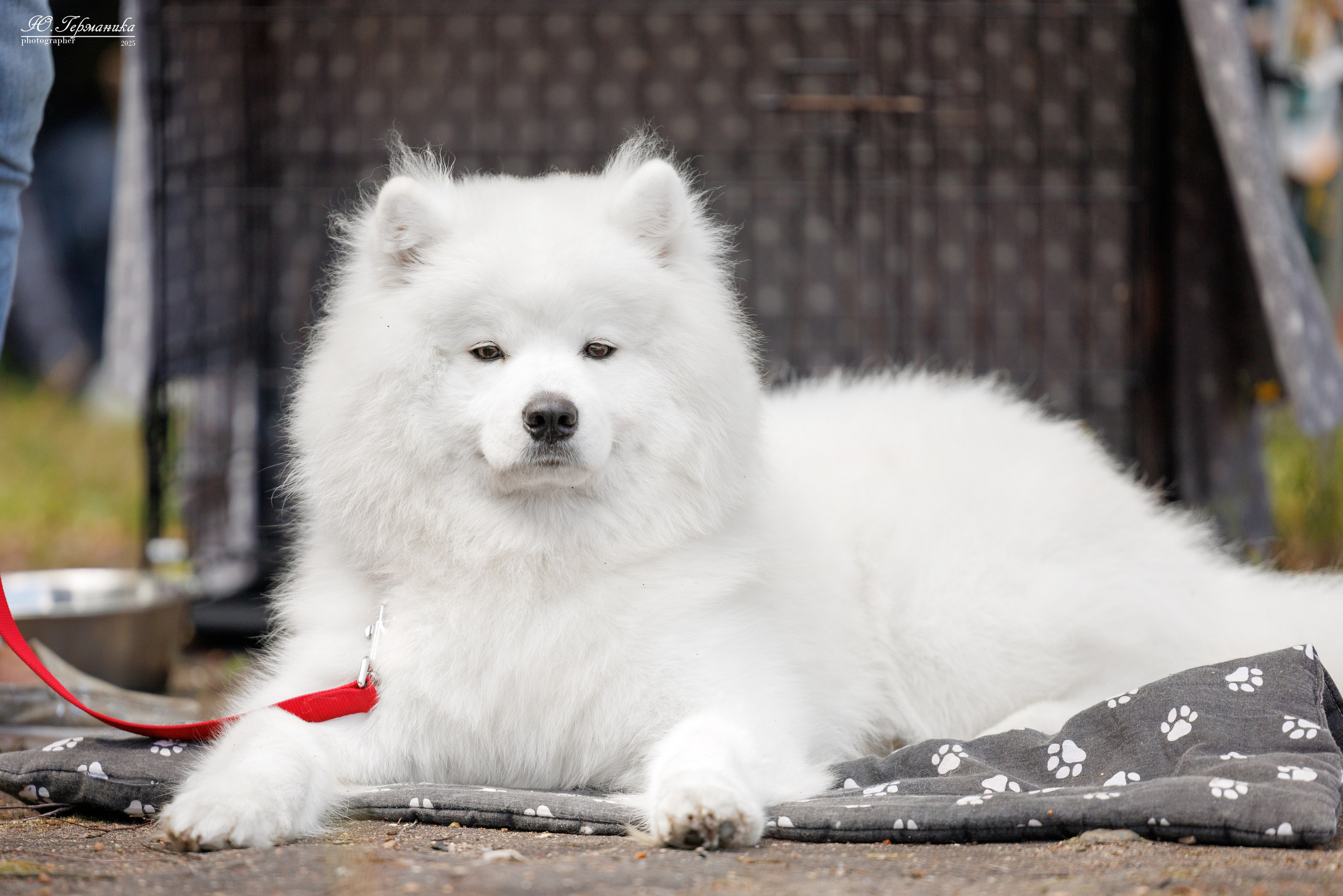 Тверь 10.08.2025. Фотограф-анималист Юлия Германика