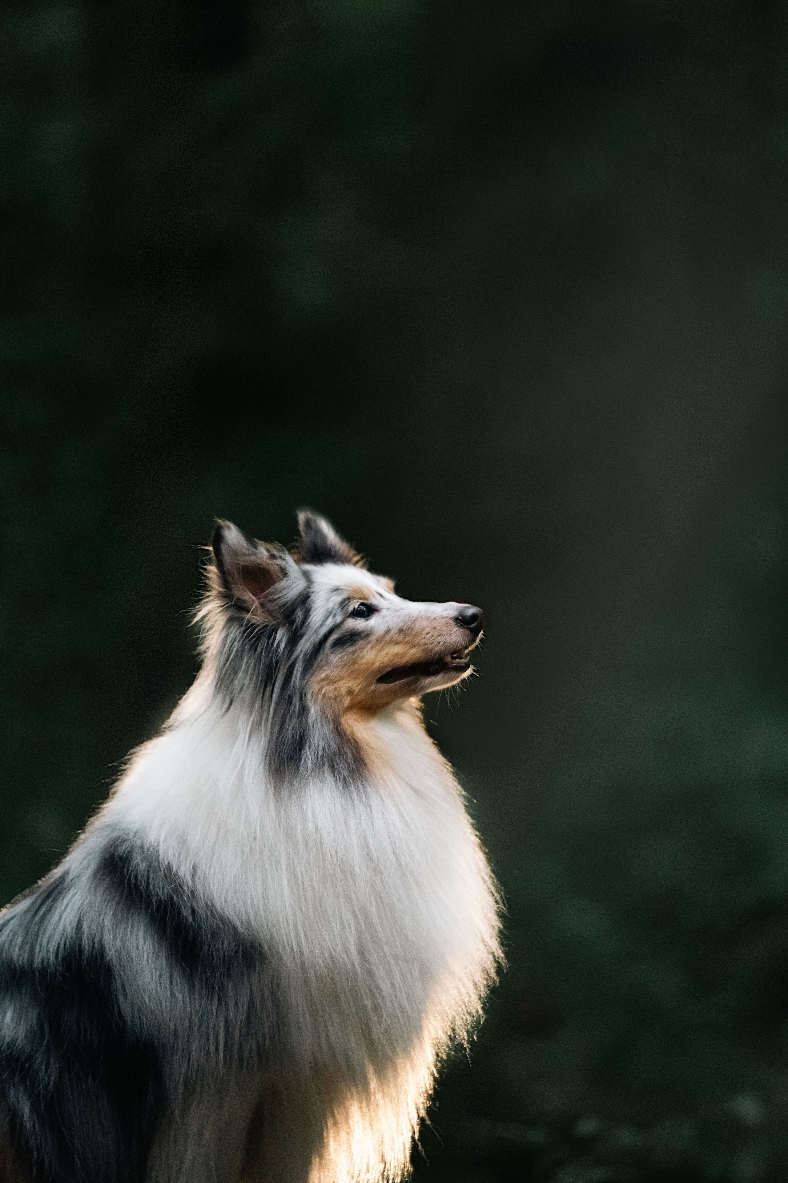 Лесная Элис. Фотограф анималист
