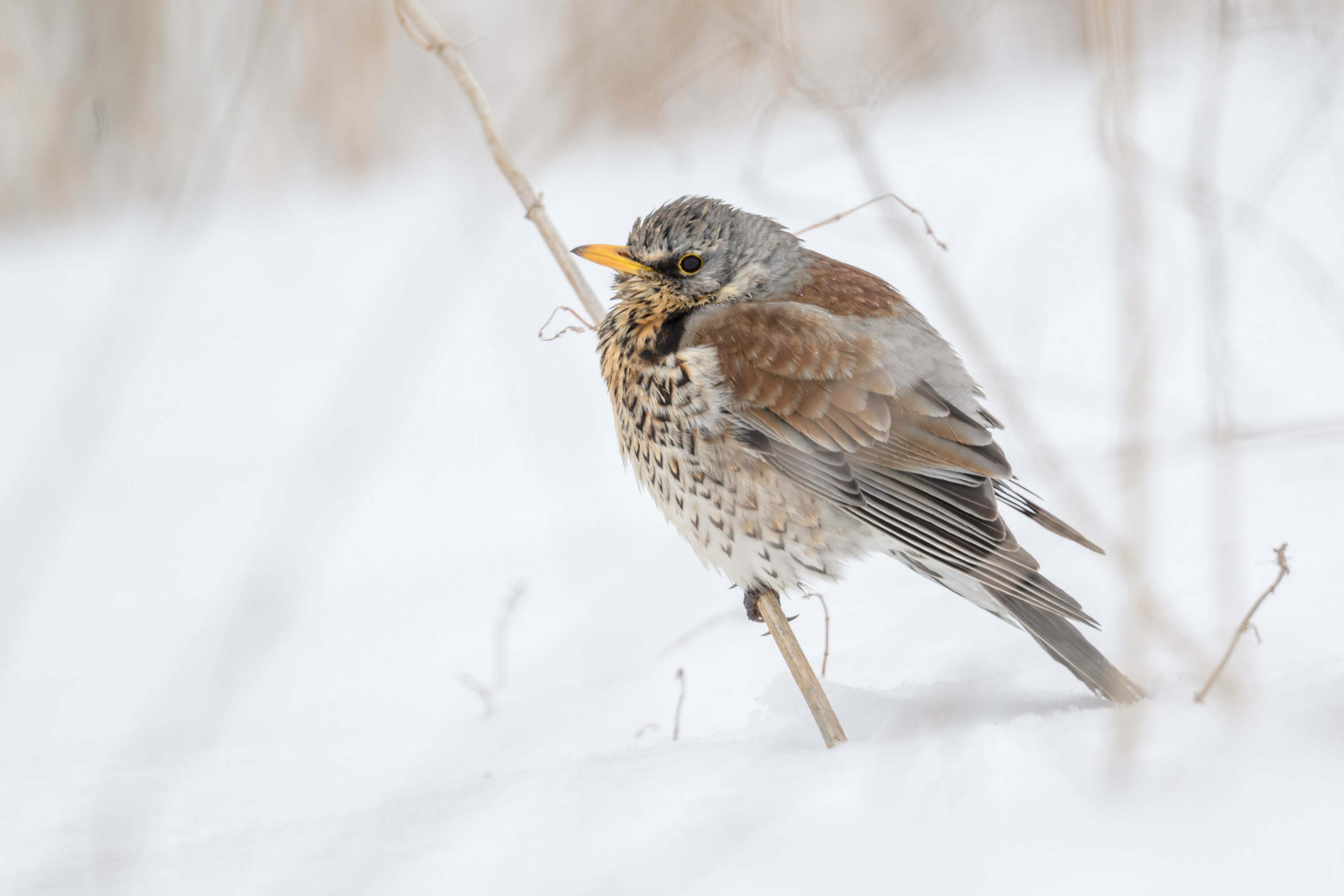 Большой кроншнеп. Фотограф Сергей Пупонин