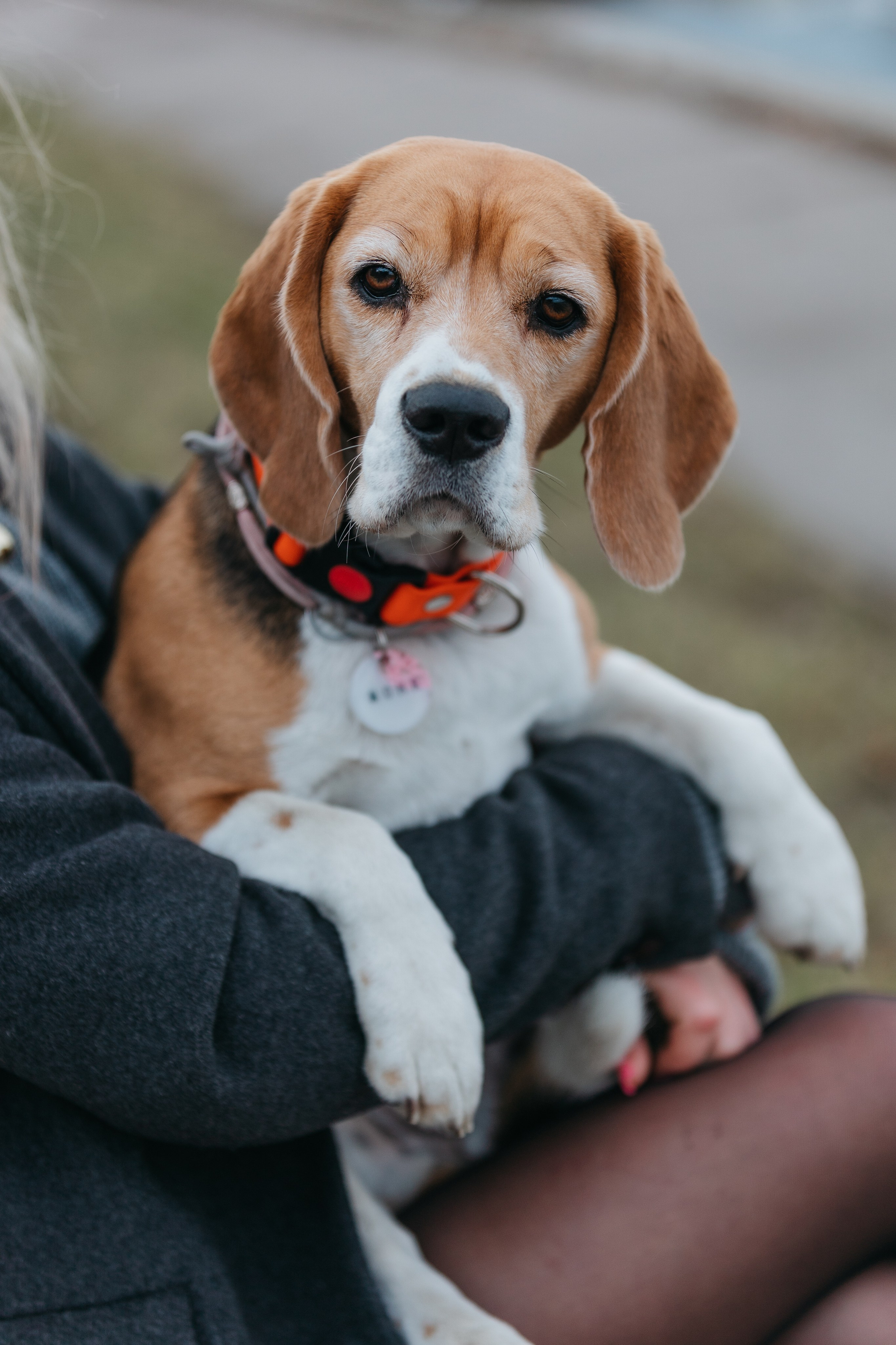Аня и Моня. Фотограф — анималист Светлана Кысса|фотограф собак в Краснодаре и Нижнем Новгороде