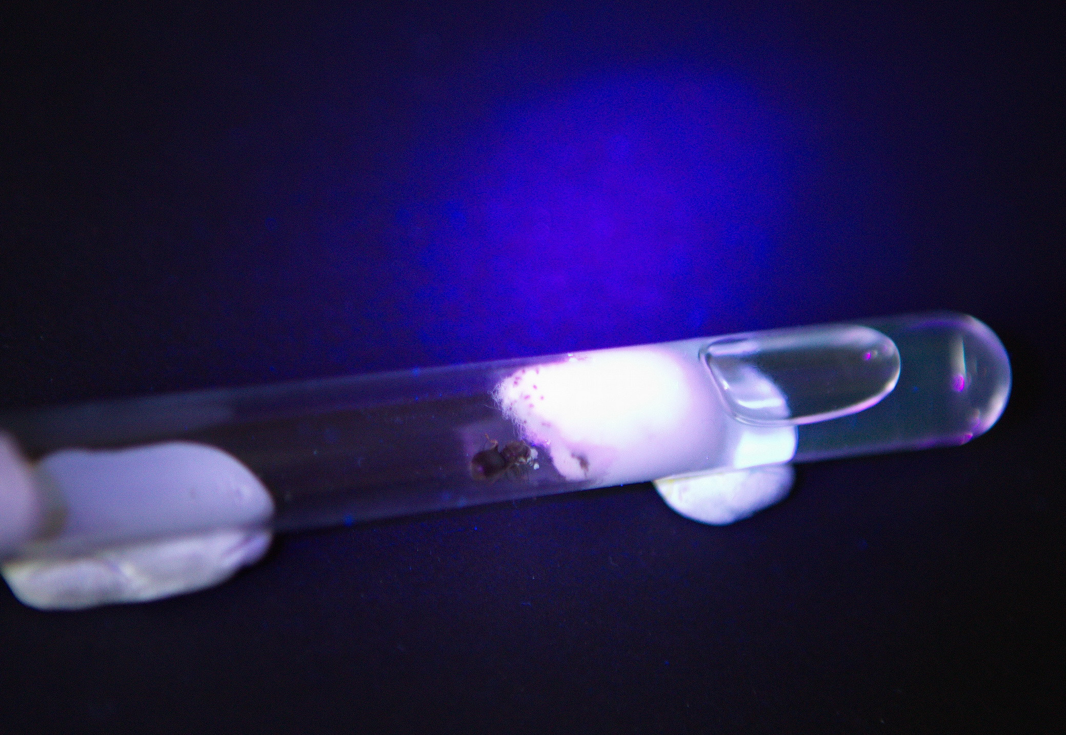 Myrmikeeper. Vasilisa Moiseeva, St. Peterburg, Russia, doc /art & reportage