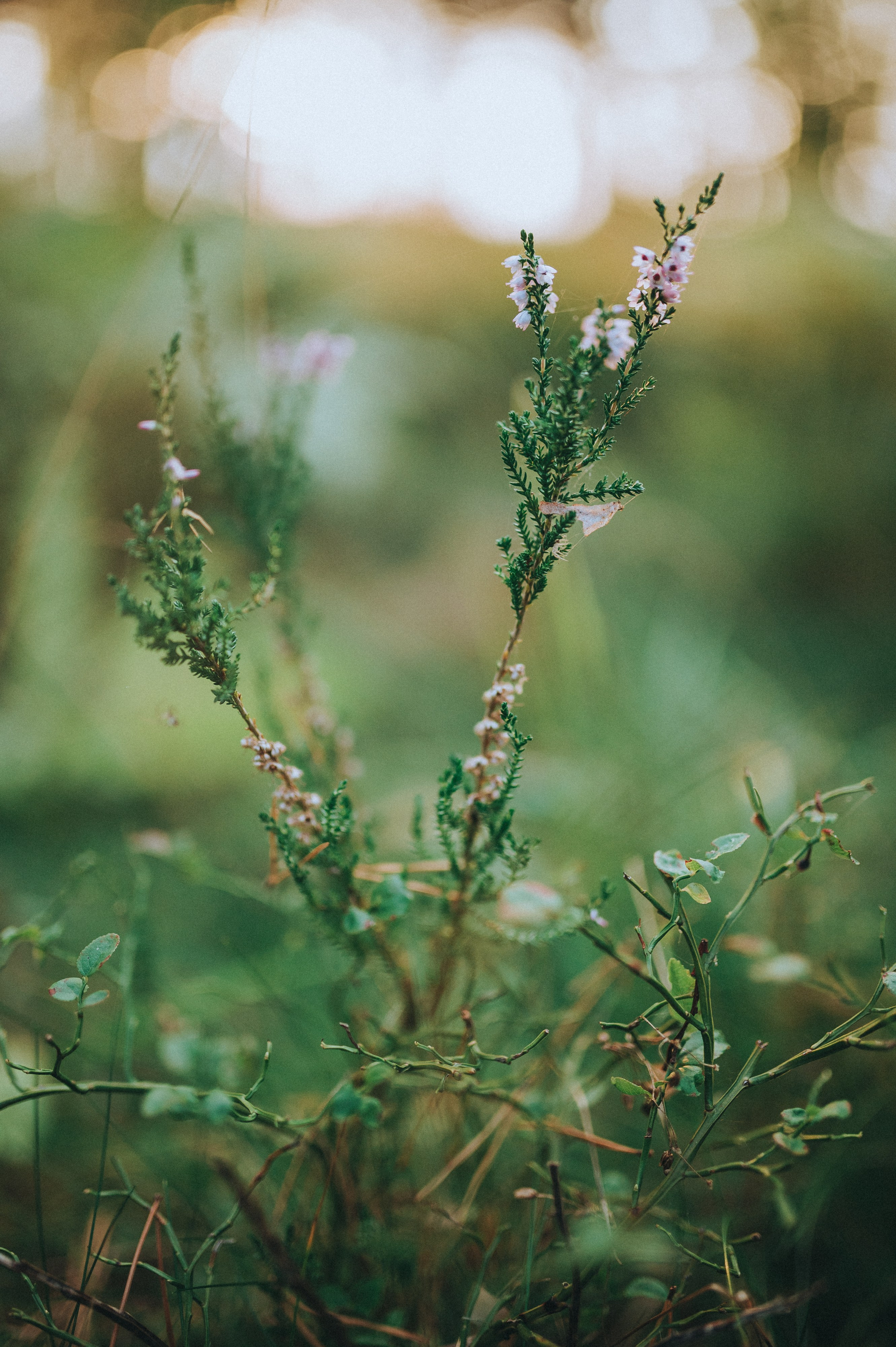 Её гармония. SARKISOPH | Фотограф Волгоград