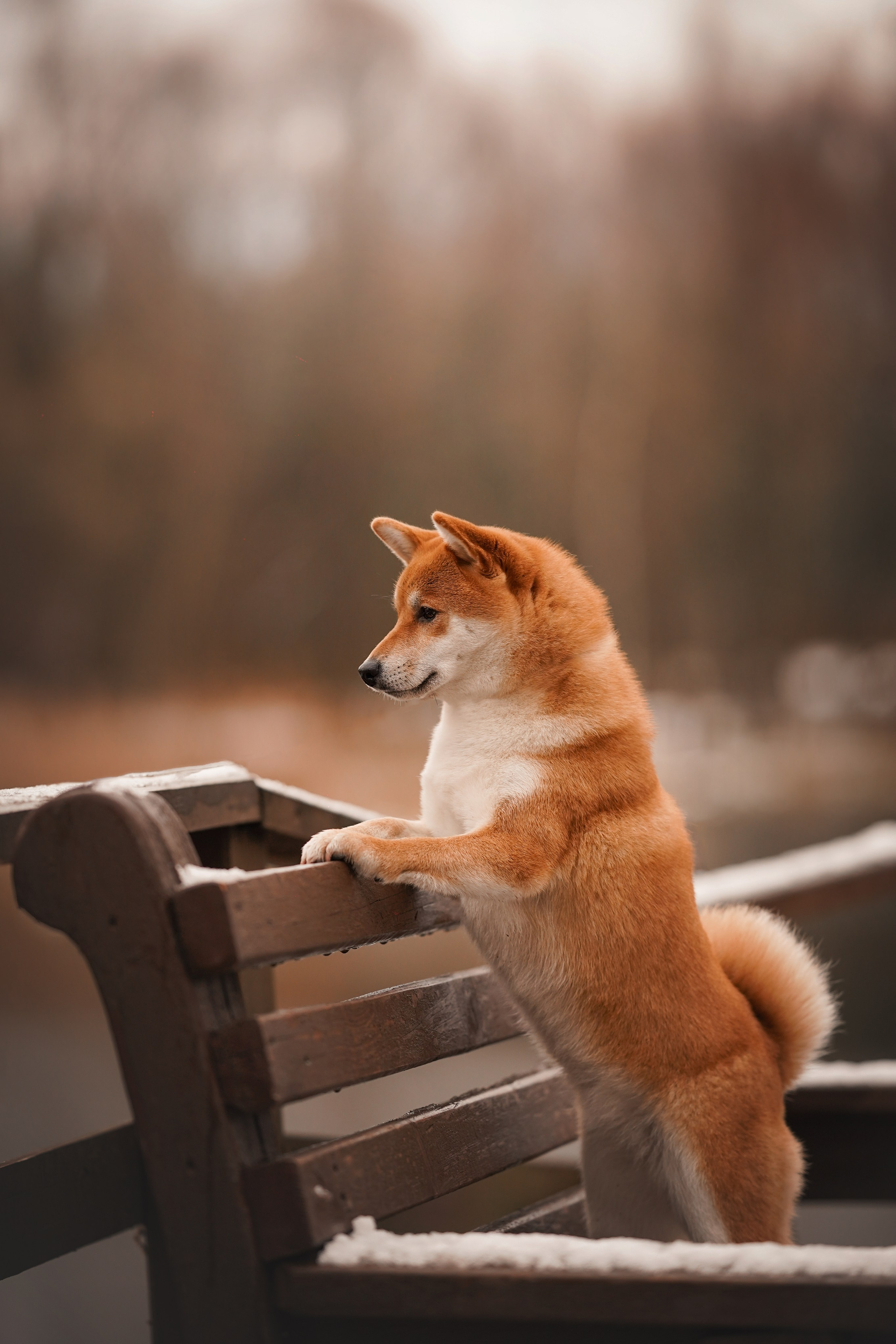 Алина и Юми. Фотограф-анималист в Санкт-Петербурге Яна Мартынова