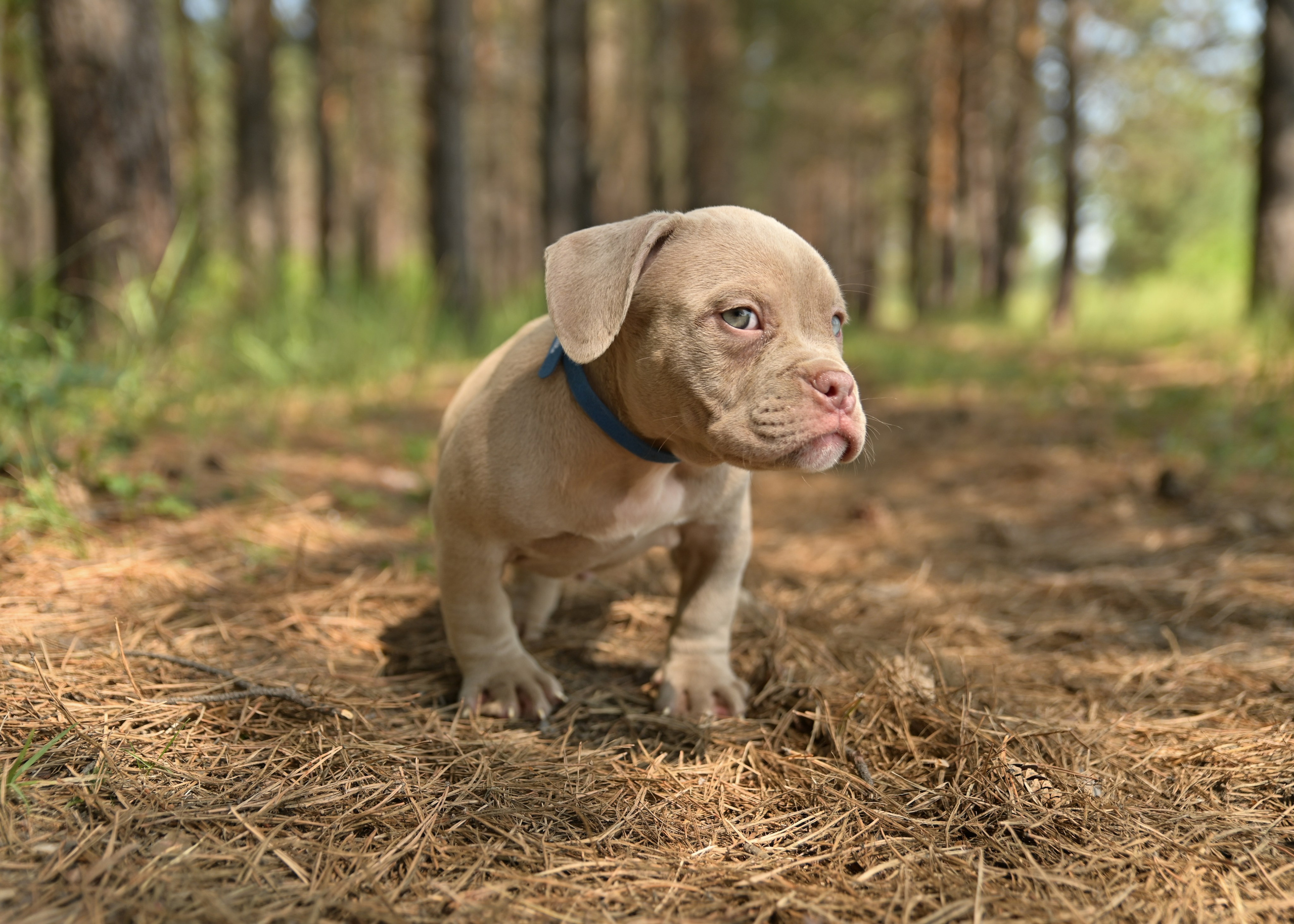 Свободные щенки Американский Булли в Иркутске. Питомник собак Иркутск