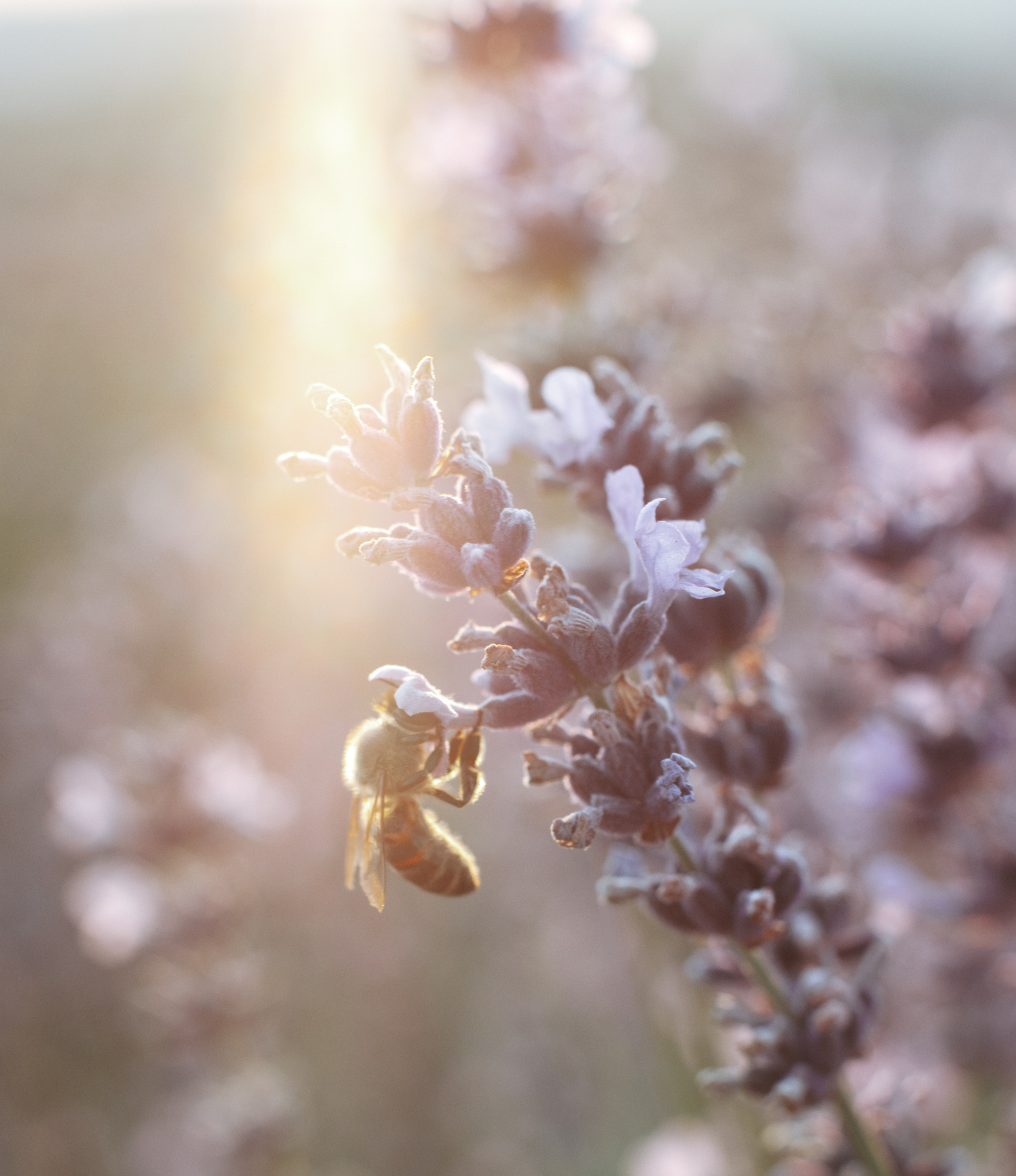 Nature. Артем Корнев Фотограф