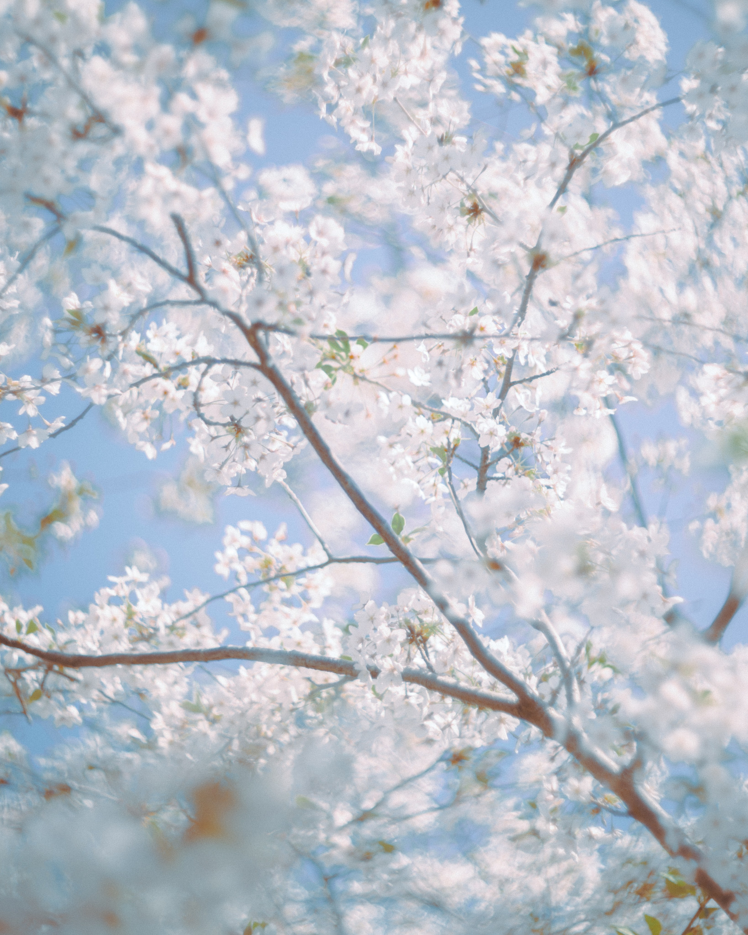 Nature. Артем Корнев Фотограф