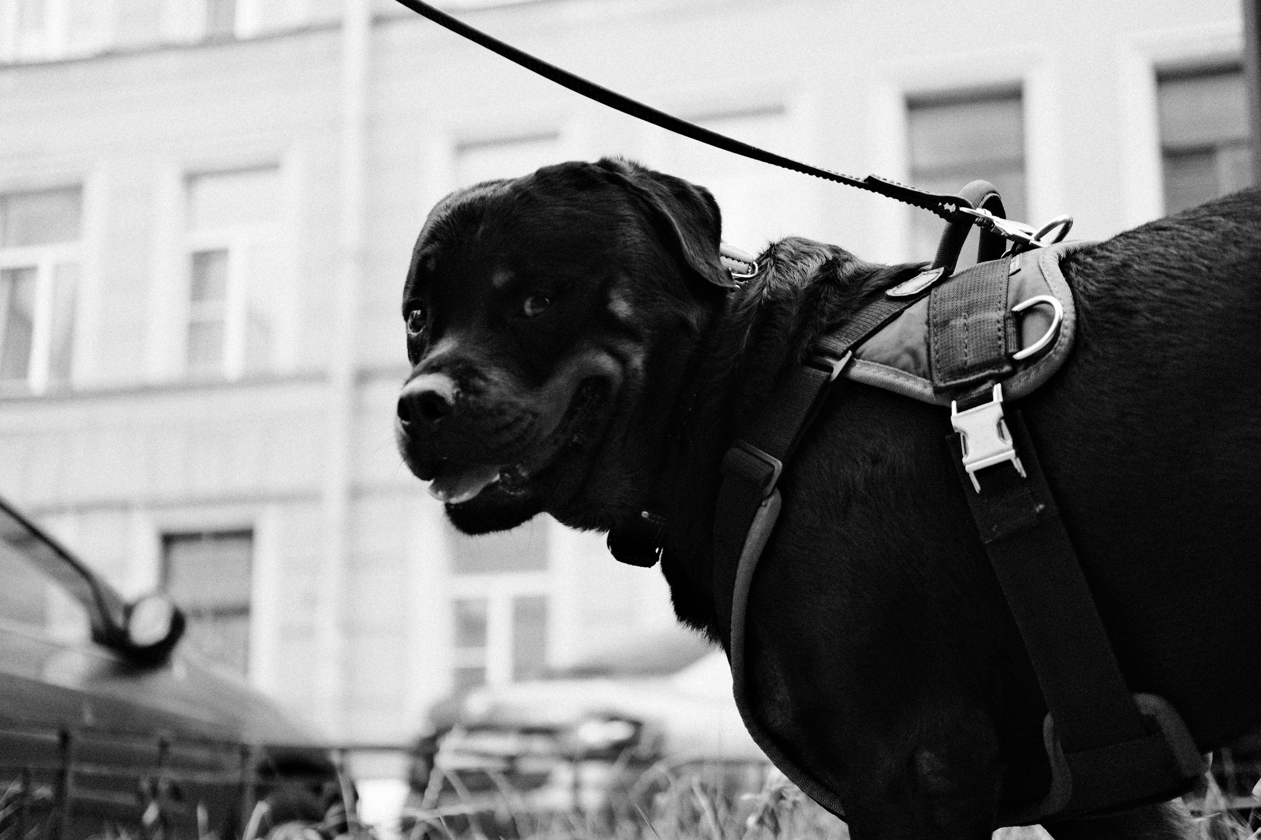 Кошки и собаки. Михаил Долганов