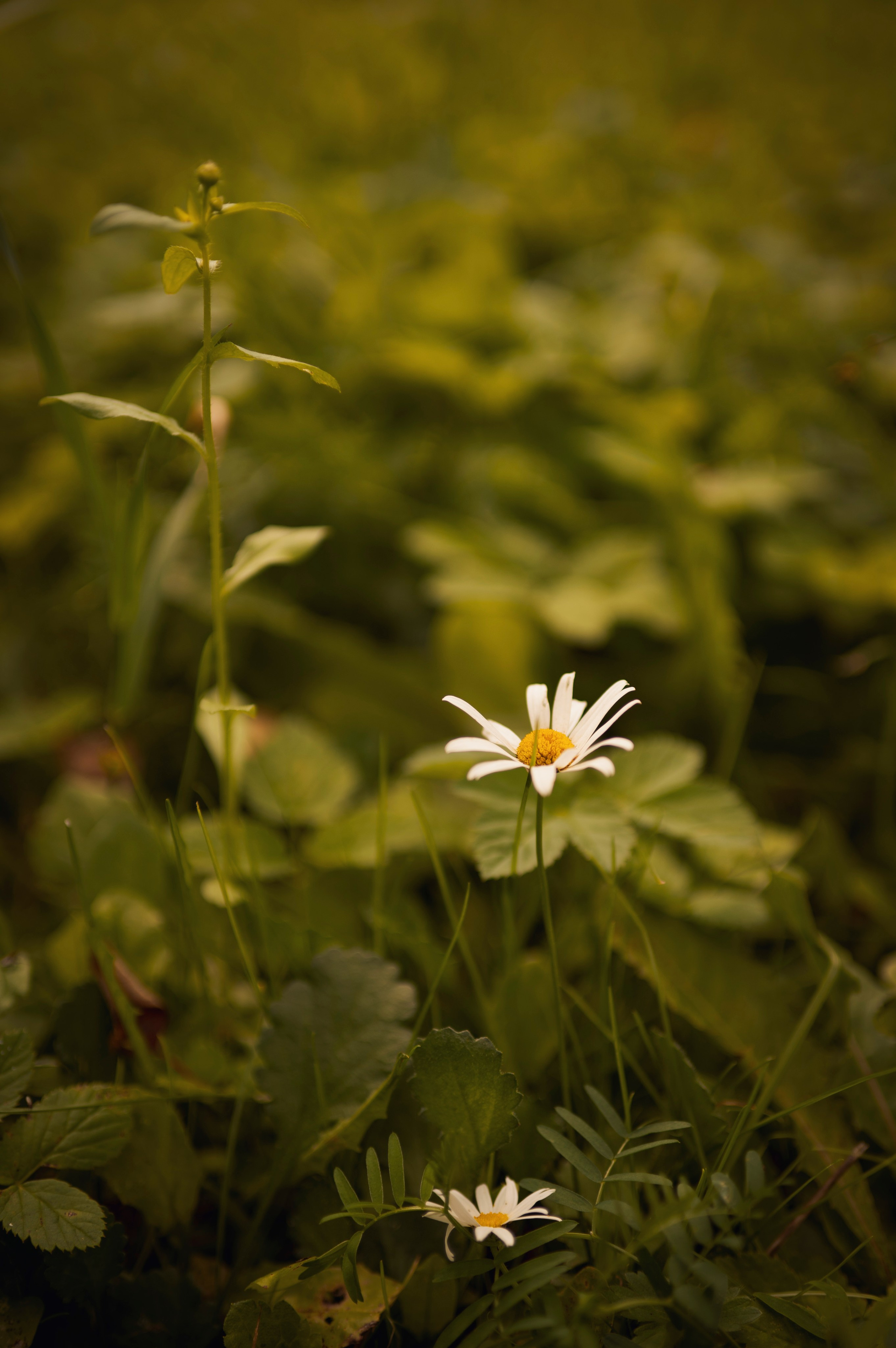 Осень во всей красе. Анна Боровикова, фотограф Пушкино