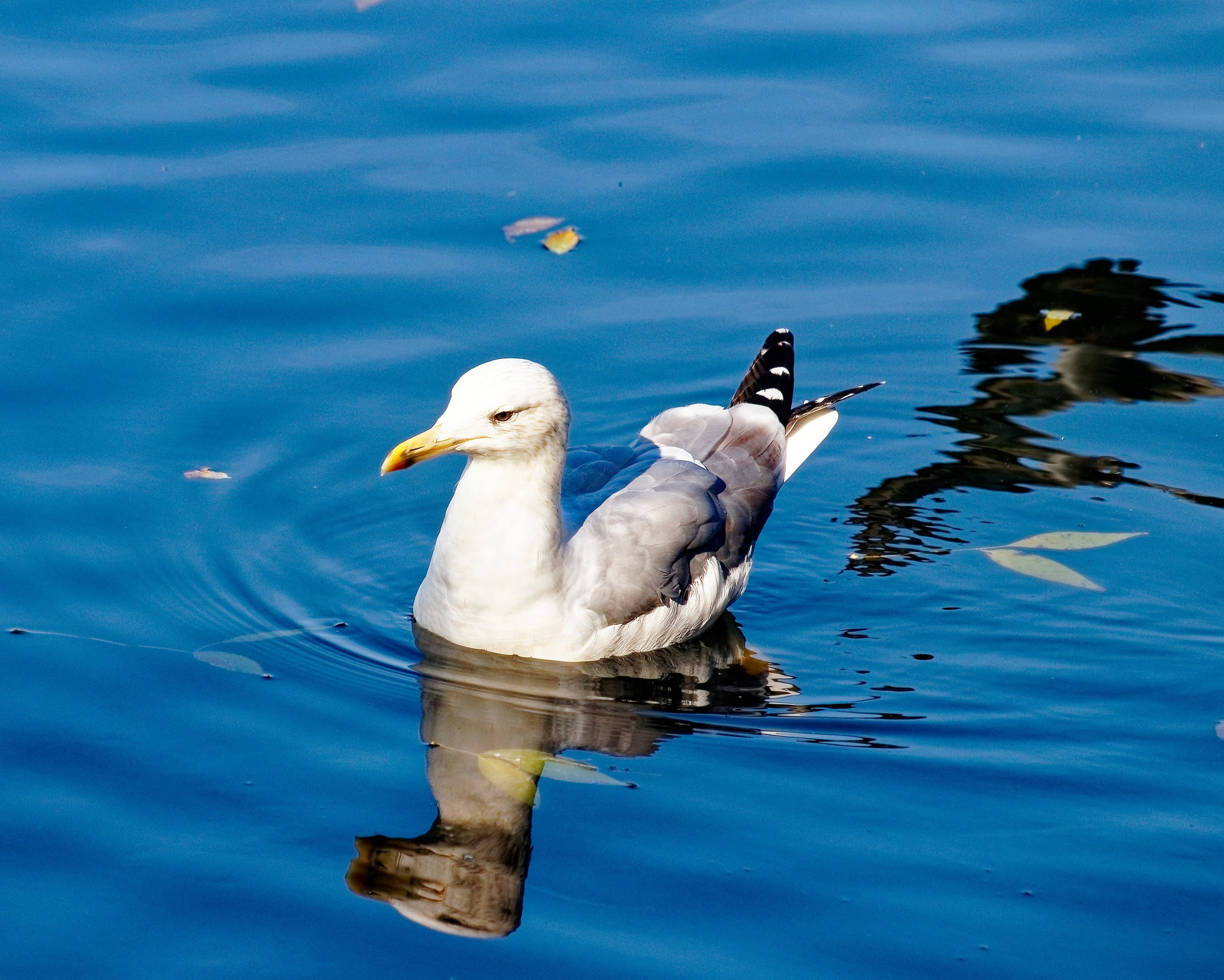 МОСКОВСКИЙ ЗООПАРК. Фотограф Владимир Роля