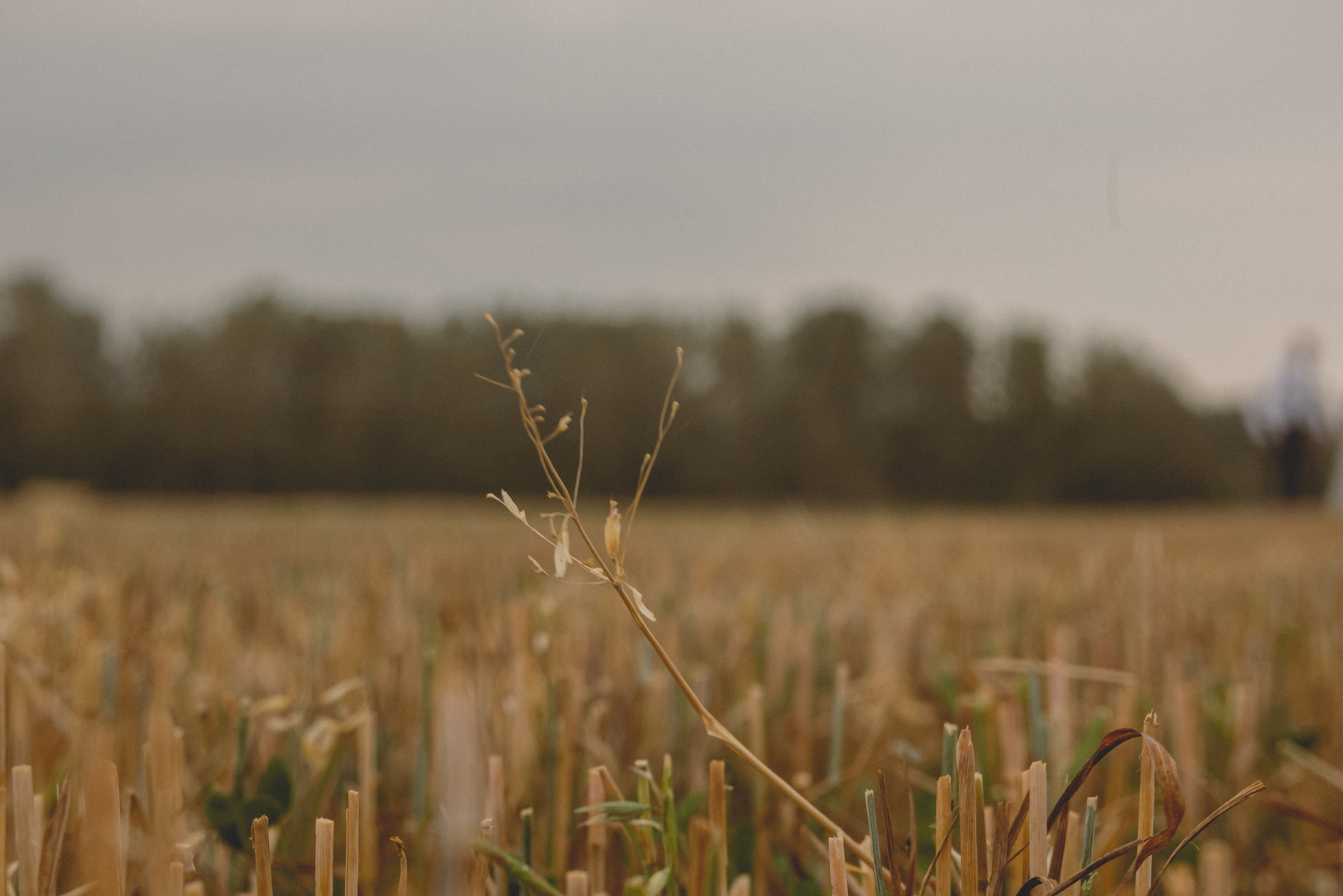 Влад и Ирина. Свадебный и семейный фотограф Екатеринбург