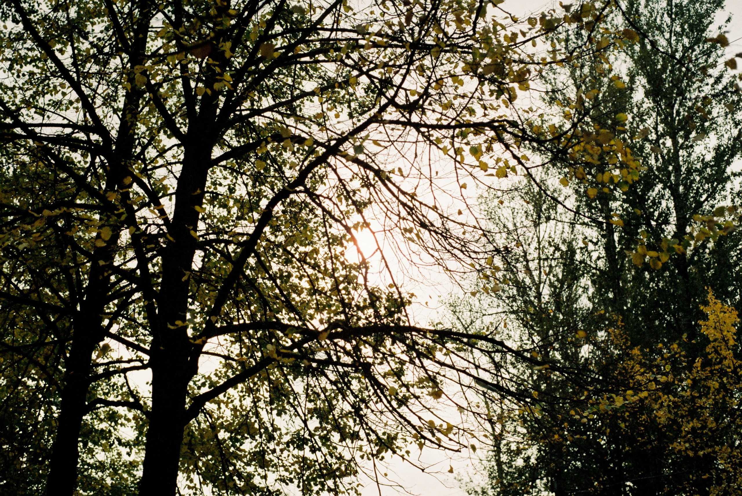 Film. Ruslan UI Dev Page