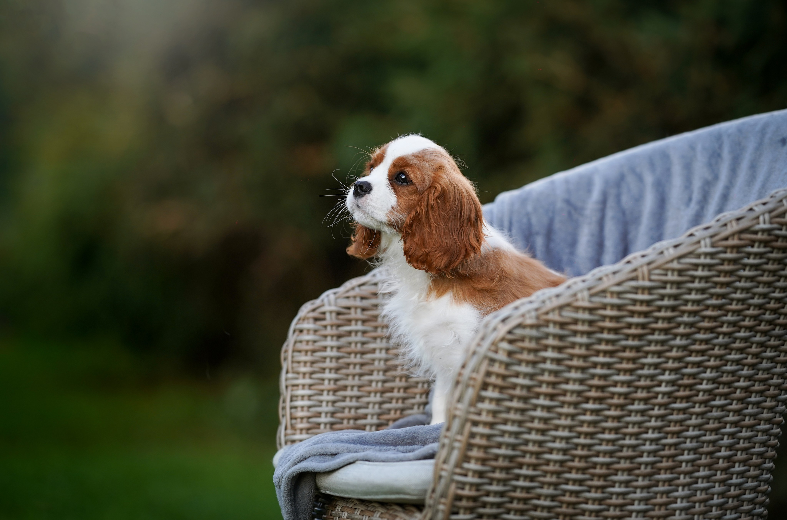 Щенуля кавалера. Фотограф-анималист в Санкт-Петербурге Яна Мартынова