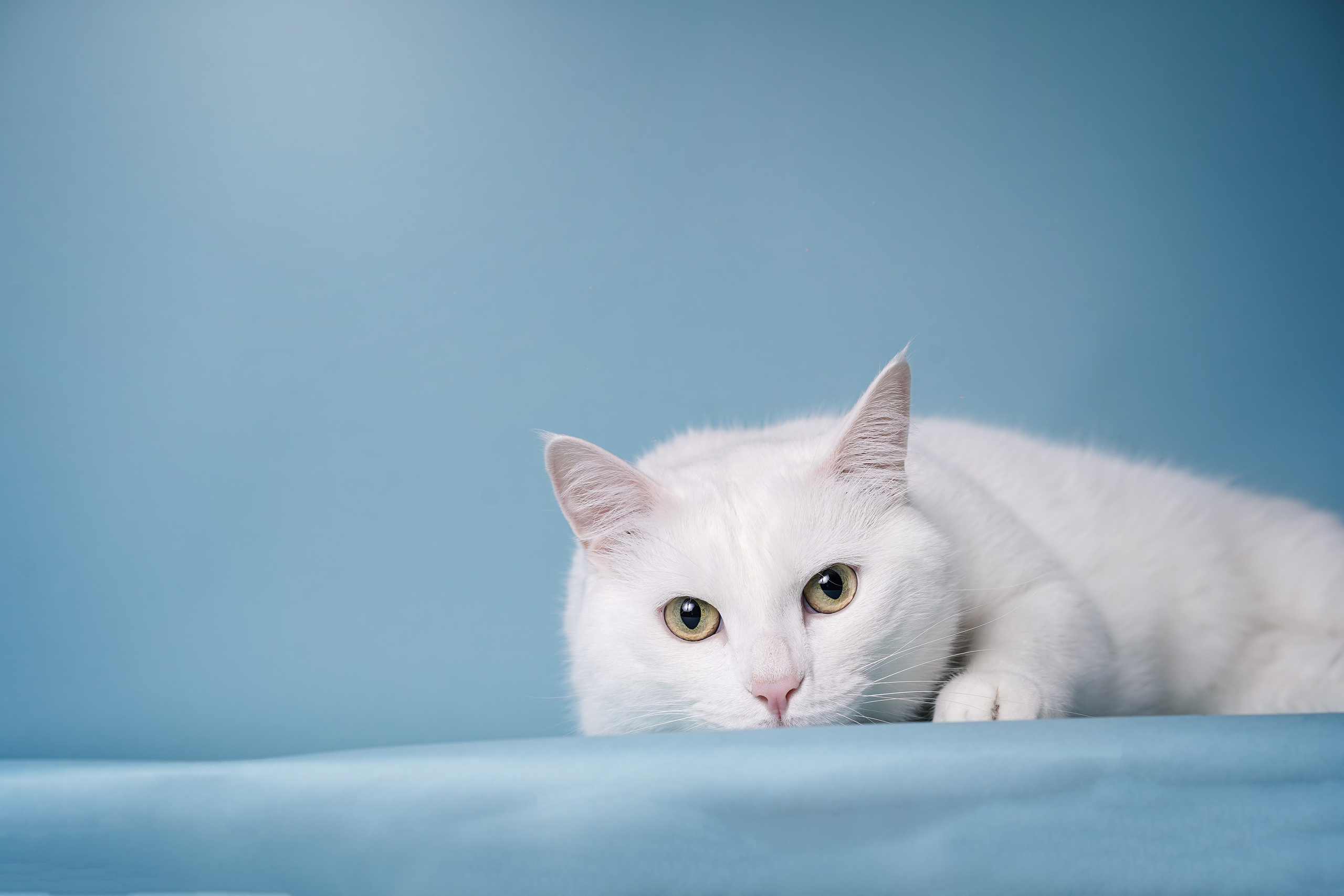 Маффин и Сэм. Фотограф-анималист в Санкт-Петербурге Яна Мартынова