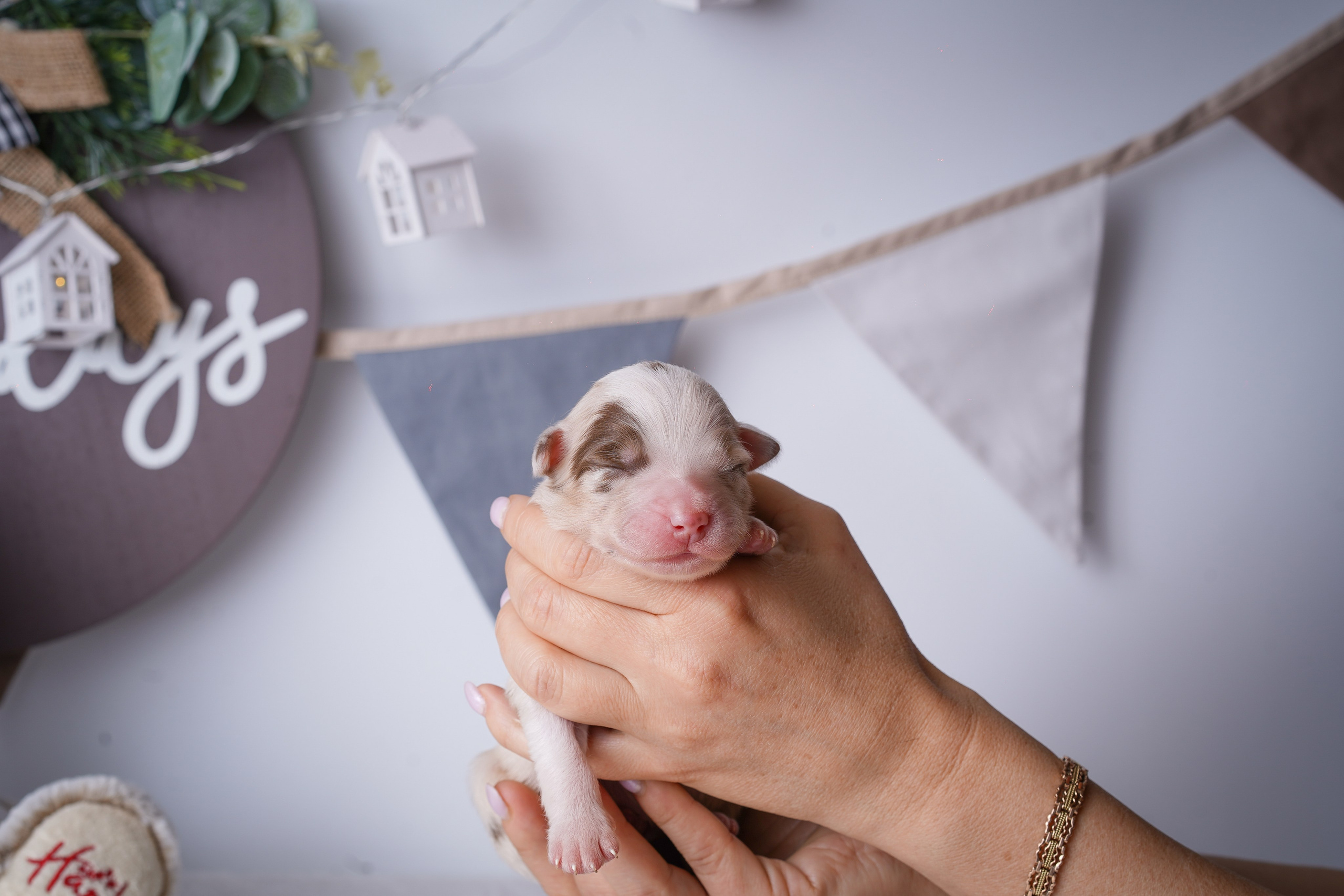Щенули аусси. Фотограф-анималист в Санкт-Петербурге Яна Мартынова