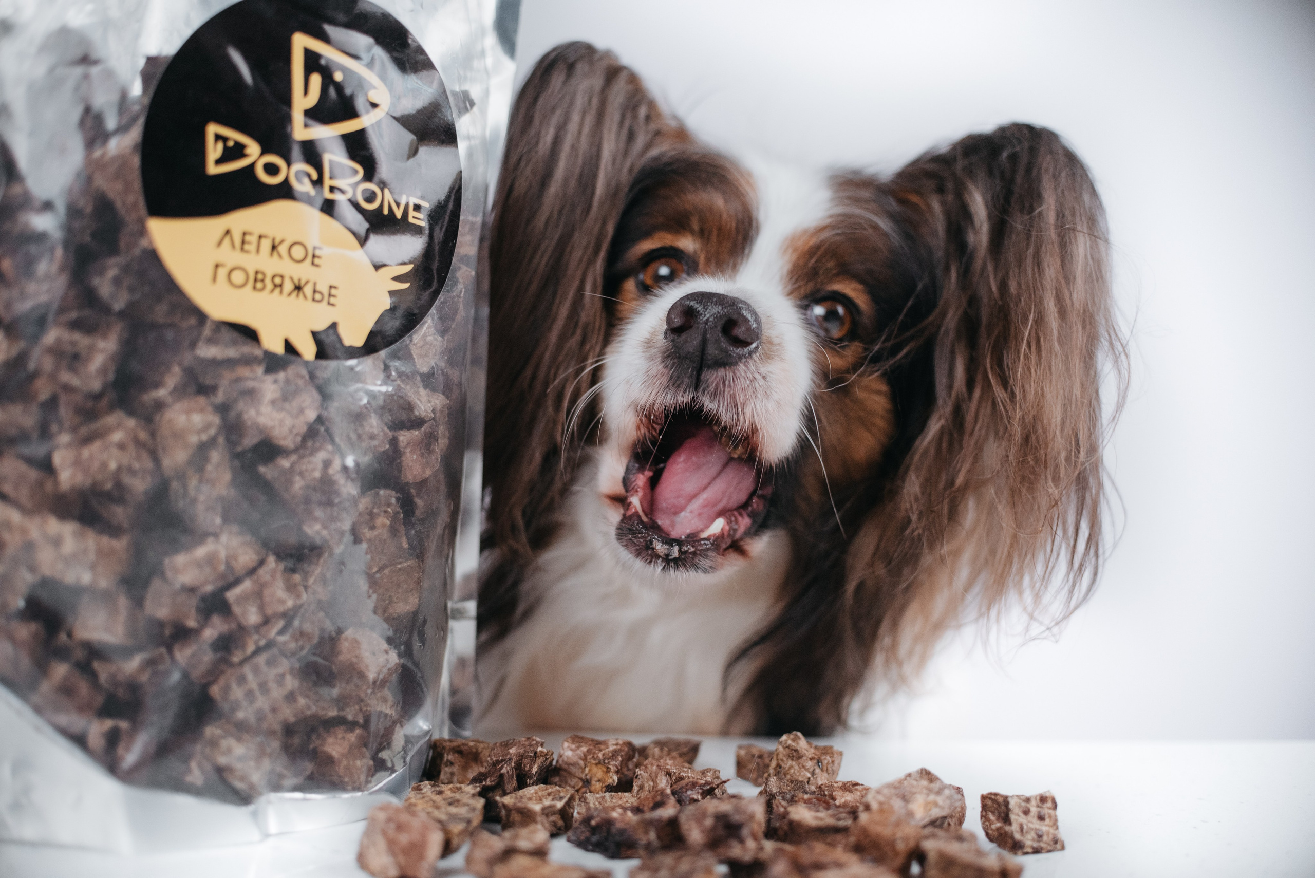 Dog Bone контент. Фотограф-анималист Валерия, Москва, Мытищи