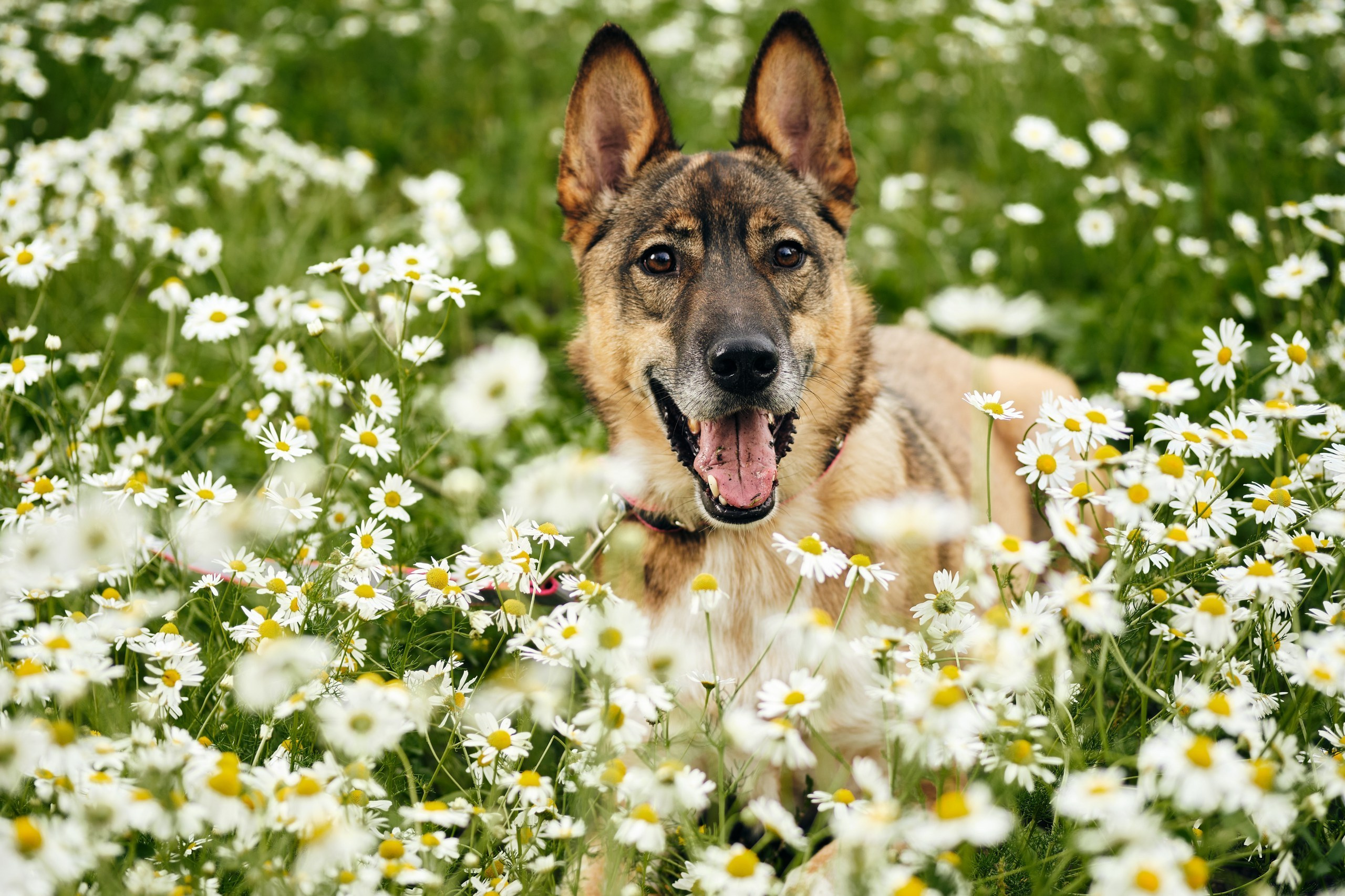 Фотосессия  для паши пса. Профессиональный фотограф в Москве — Максим Дьяконов
