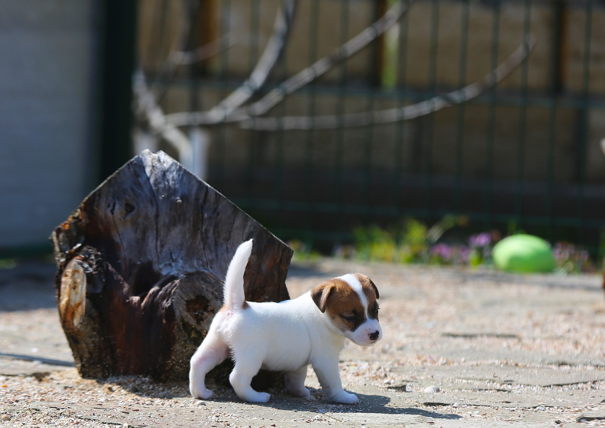 Общий альбом. Lovely-Orange питомник джек рассел терьеров