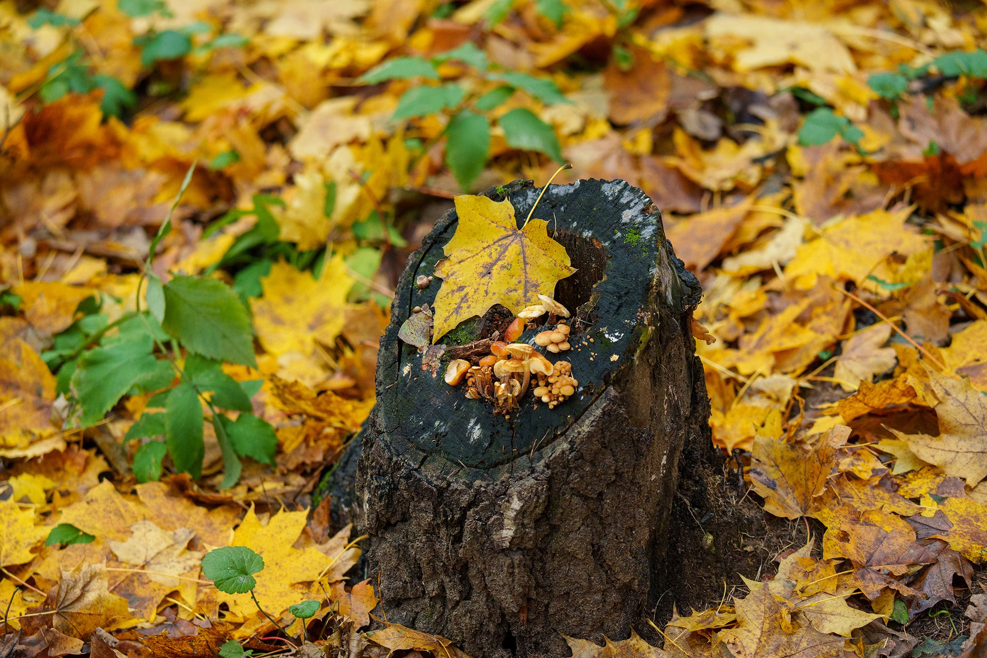 Природа. Ваш личный фотограф Марина Волкова