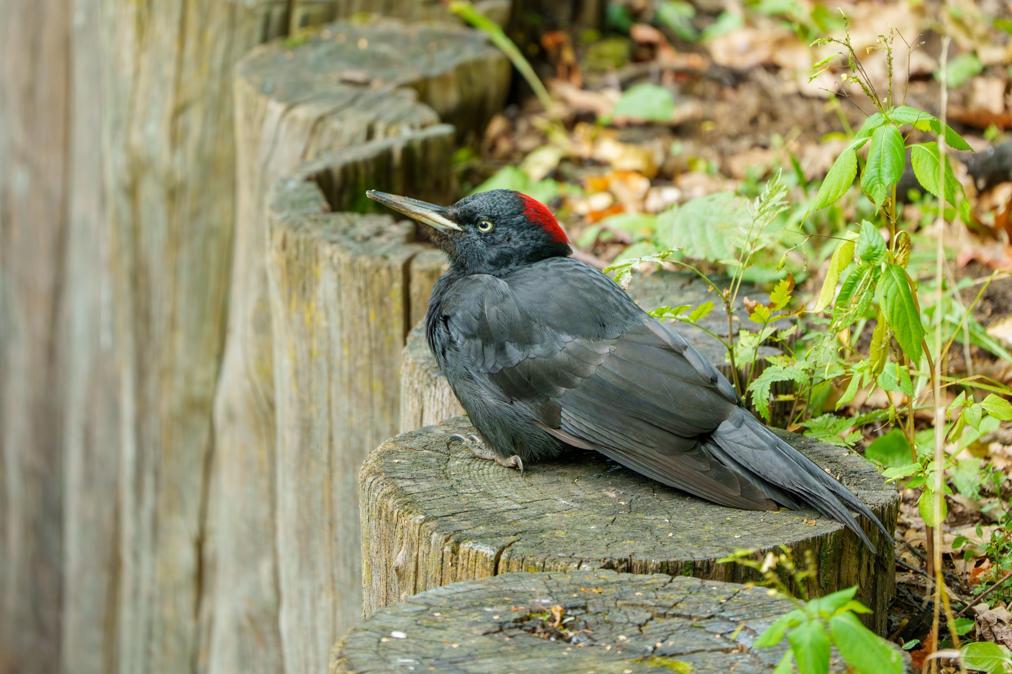 Удивительные мир птиц. Вокруг нас столько прекрасного — присмотритесь!. Ваш личный фотограф Марина Волкова