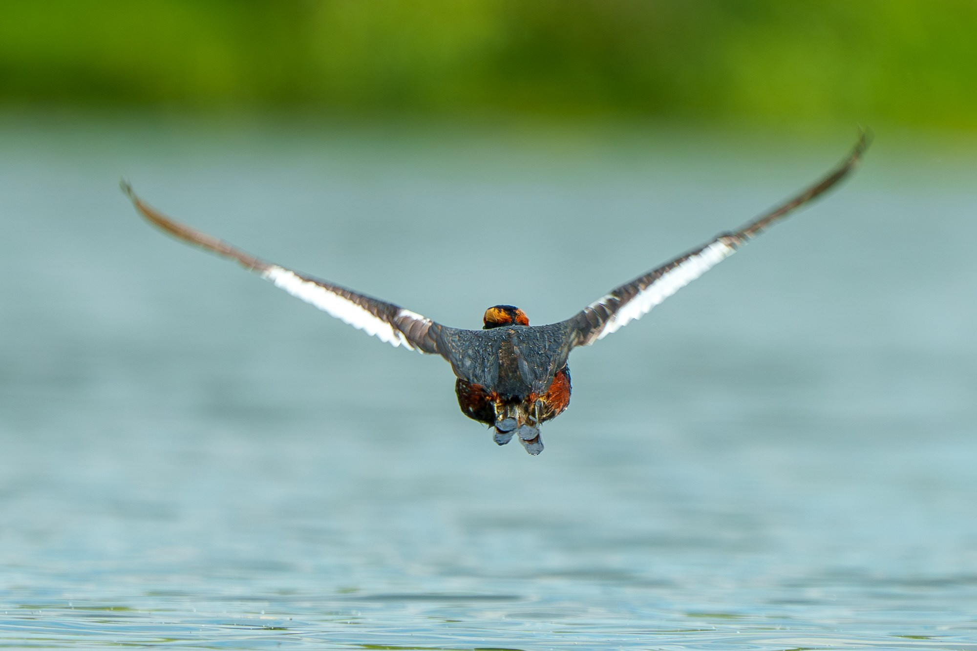 Удивительные мир птиц. Вокруг нас столько прекрасного — присмотритесь!. Ваш личный фотограф Марина Волкова