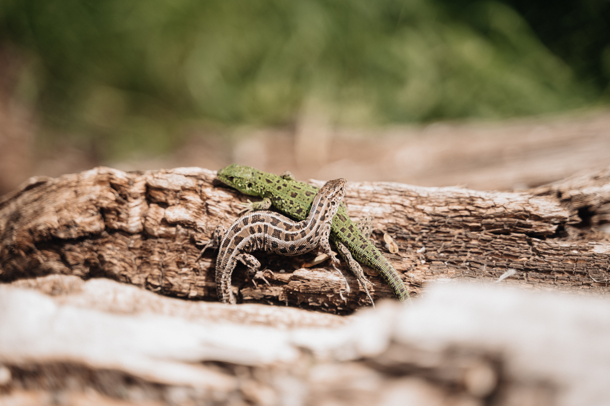 Азат и Юлия. Свадебный семейный фотограф Ксения Божко Уфа Раевка никах в Нарыстау