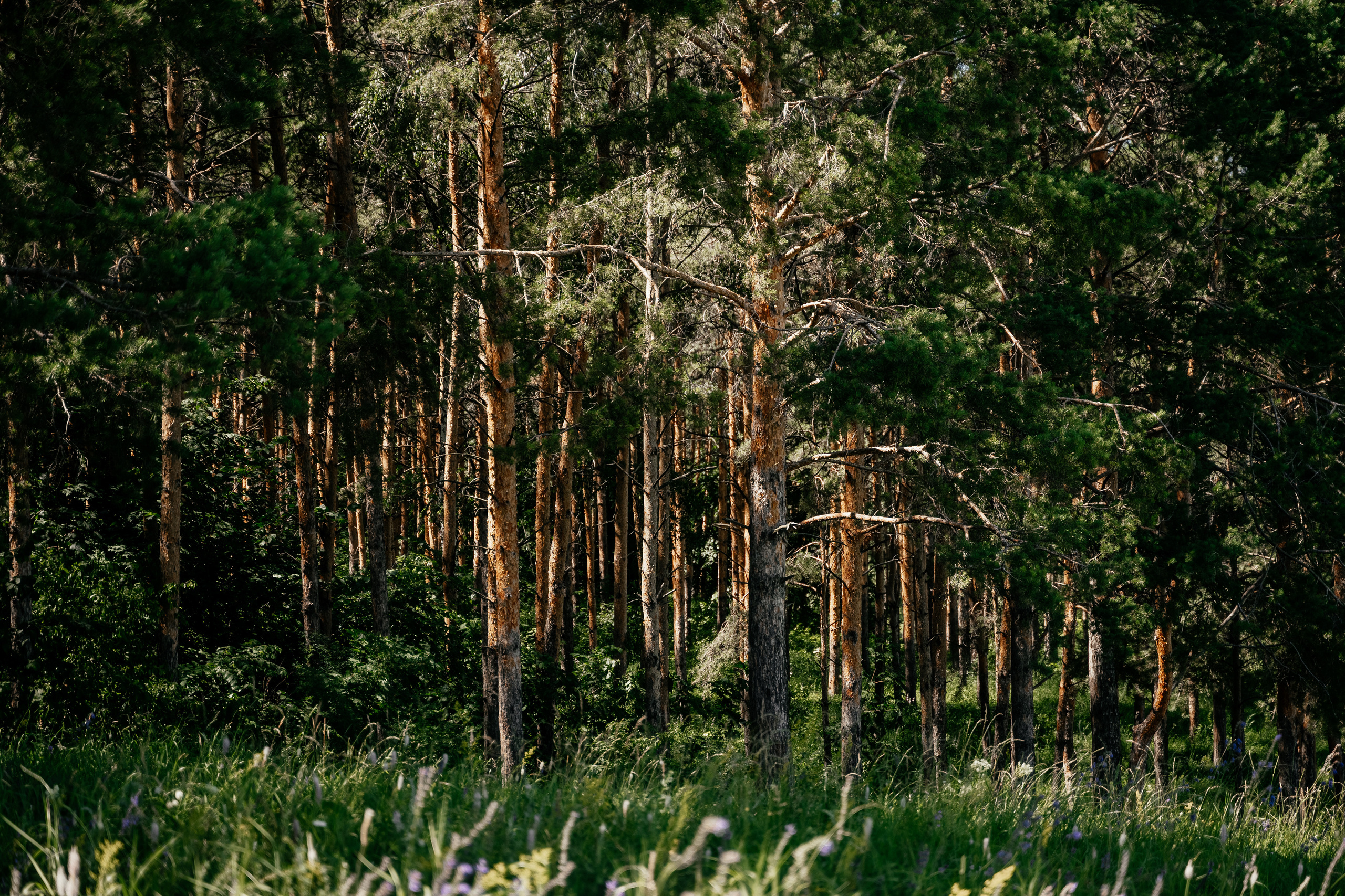 Ильмар и Диана. Свадебный семейный фотограф Ксения Божко Уфа Раевка никах в Нарыстау
