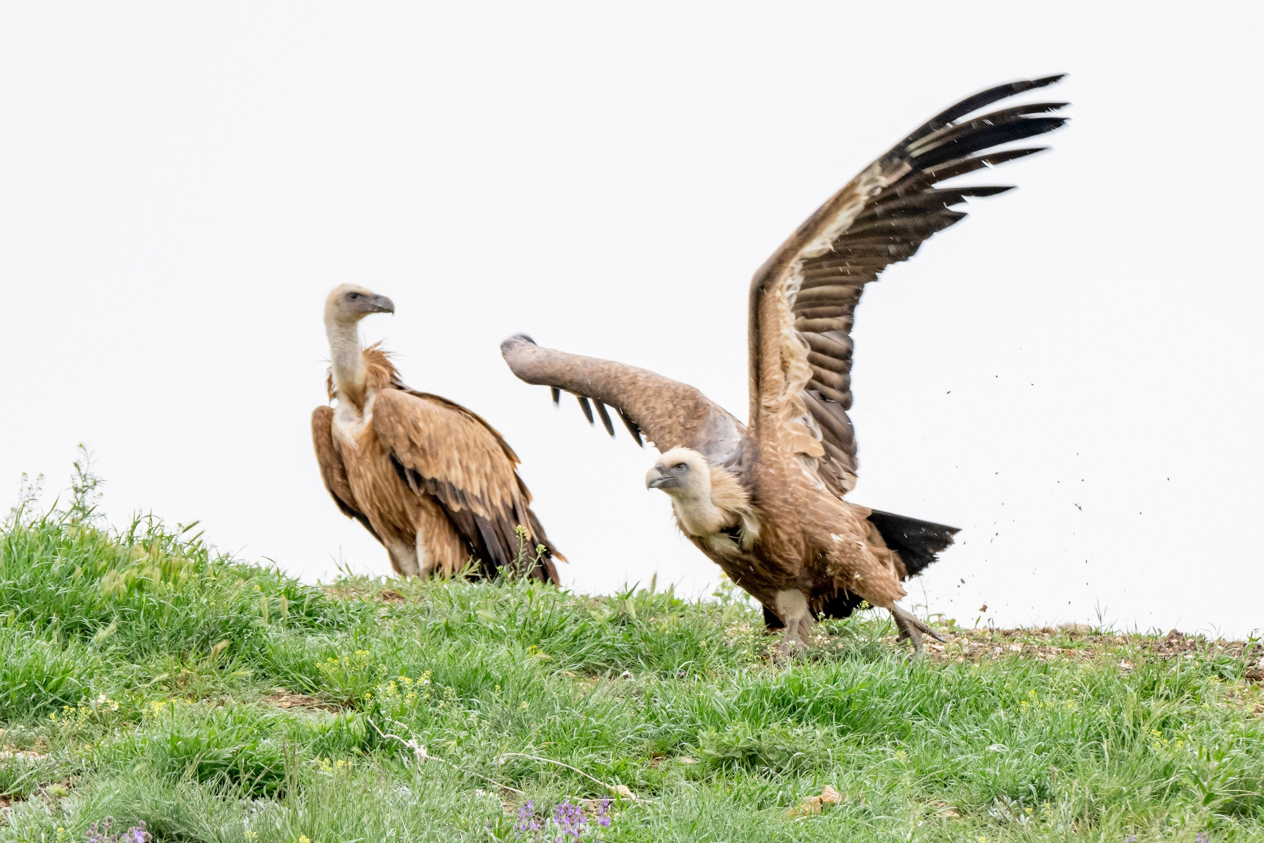 Дикая природа Дагестана. Май 2025 г. Foto-Zuev фотография как искусство