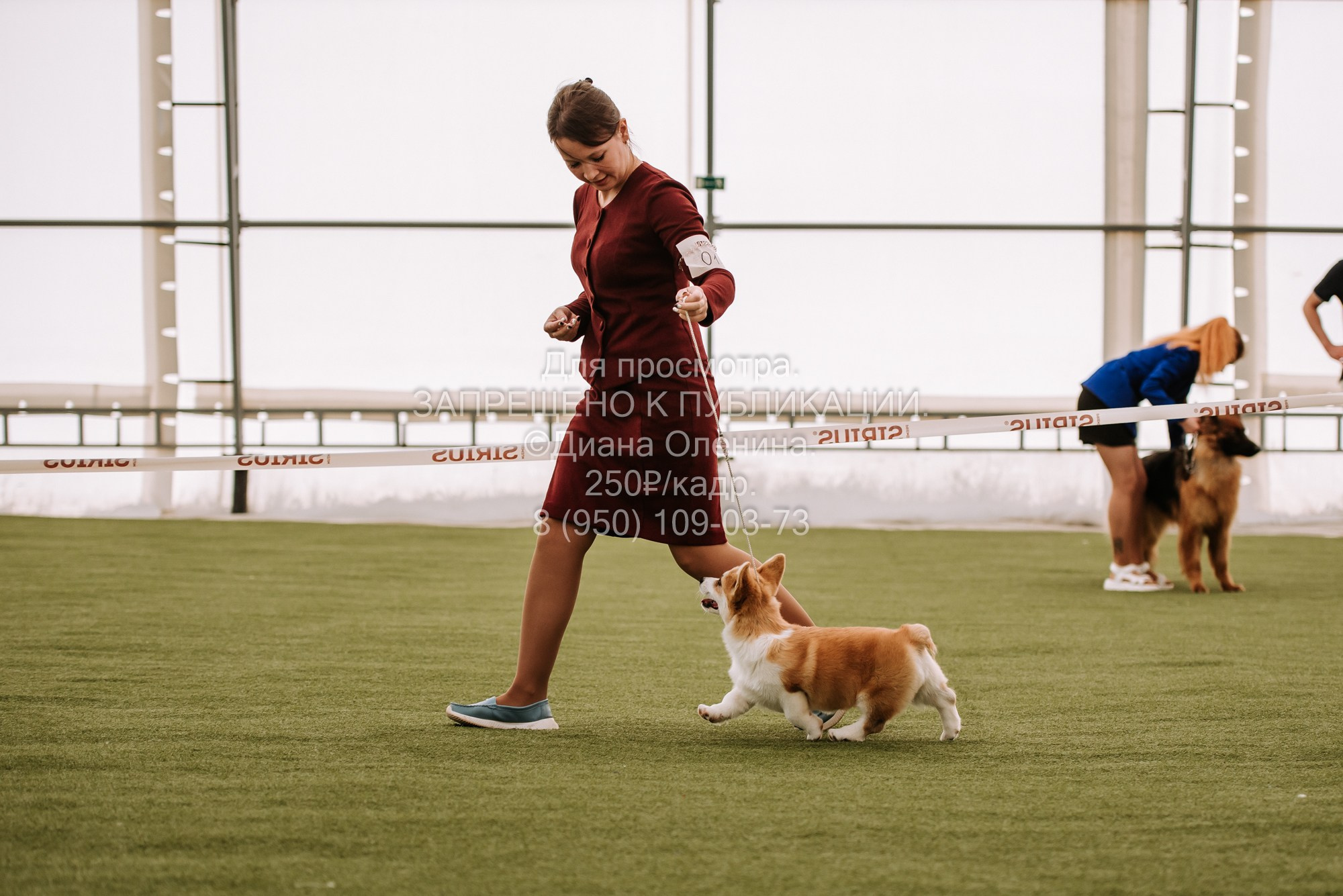 Выставка собак Красноярск 2.06. Фотограф Диана Оленина Красноярск / Братск