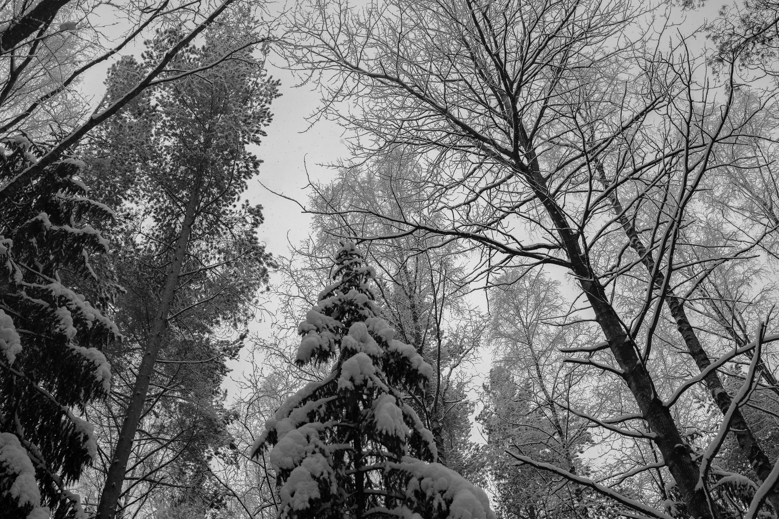 Landscape, nature, plants, details of the world around us. Personal website of photographer Dmitry Raikin