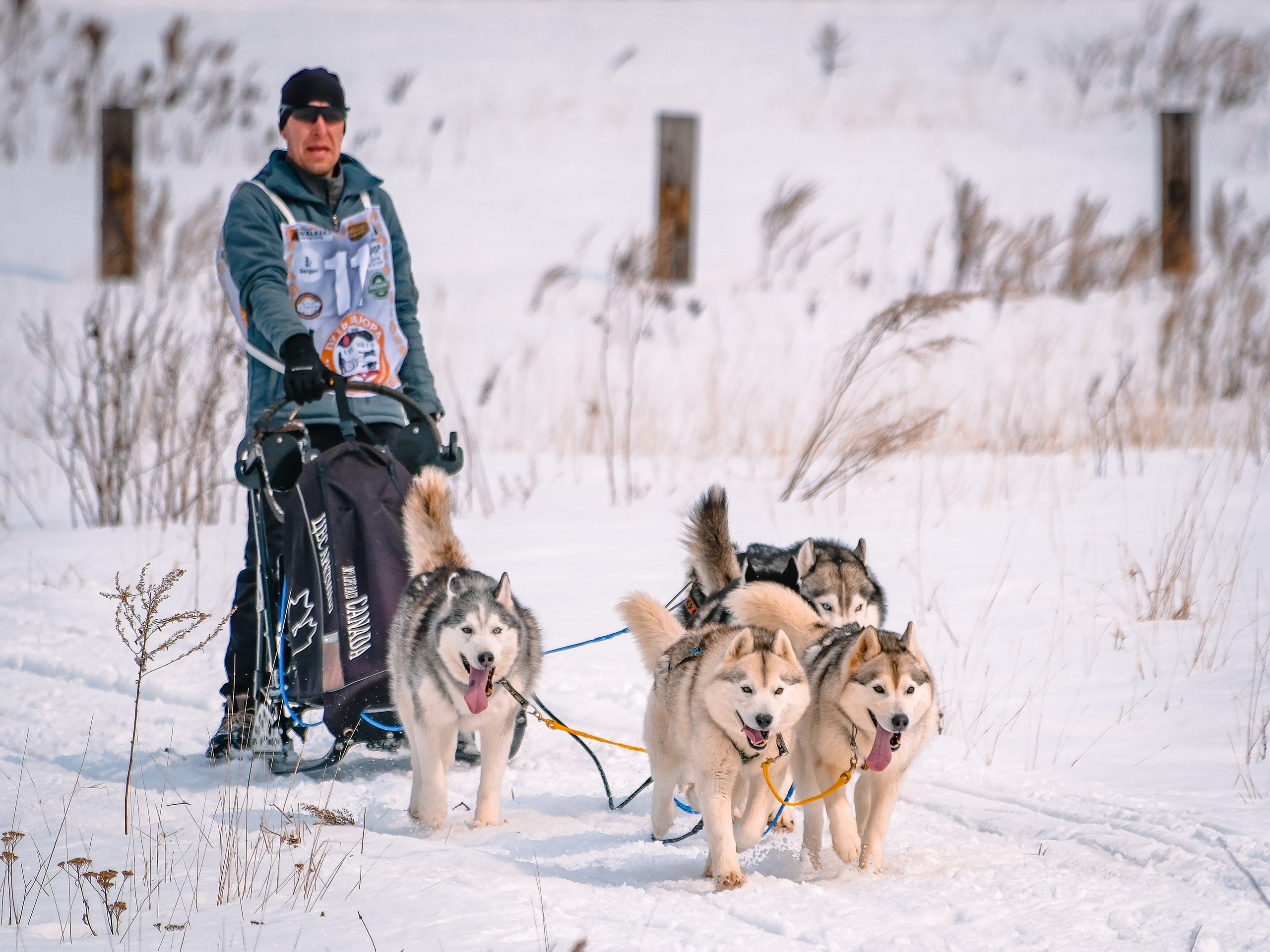 Фестиваль ездового спорта. Фотограф. г. Южно-Сахалинск. Олег Толстов