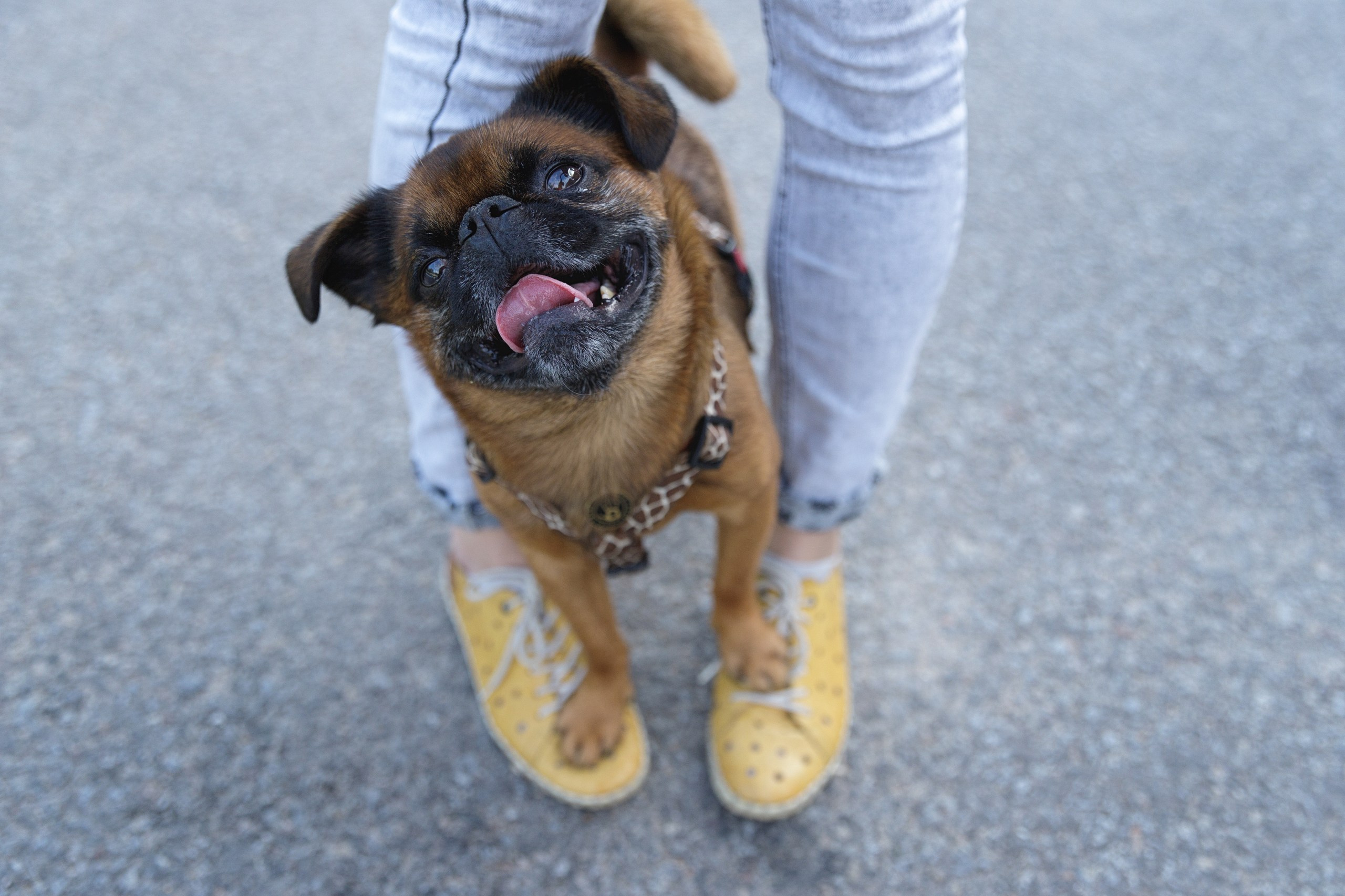 Маша и Арки. Фотограф-анималист в Калуге Мария Шерскова