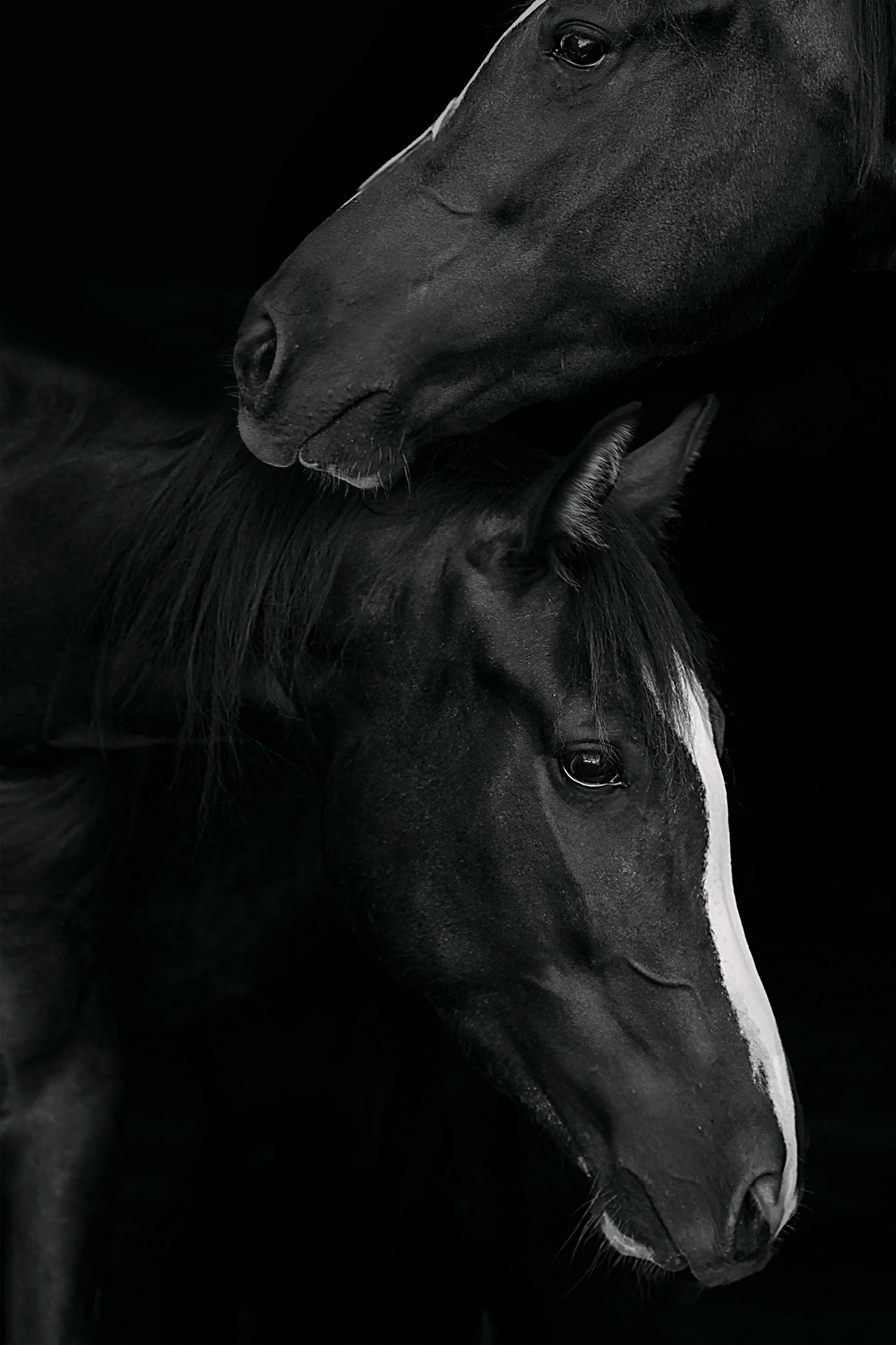 СЪЕМКА ЛОШАДЕЙ. Конный фотограф в Красноярске — Любовь Похабова