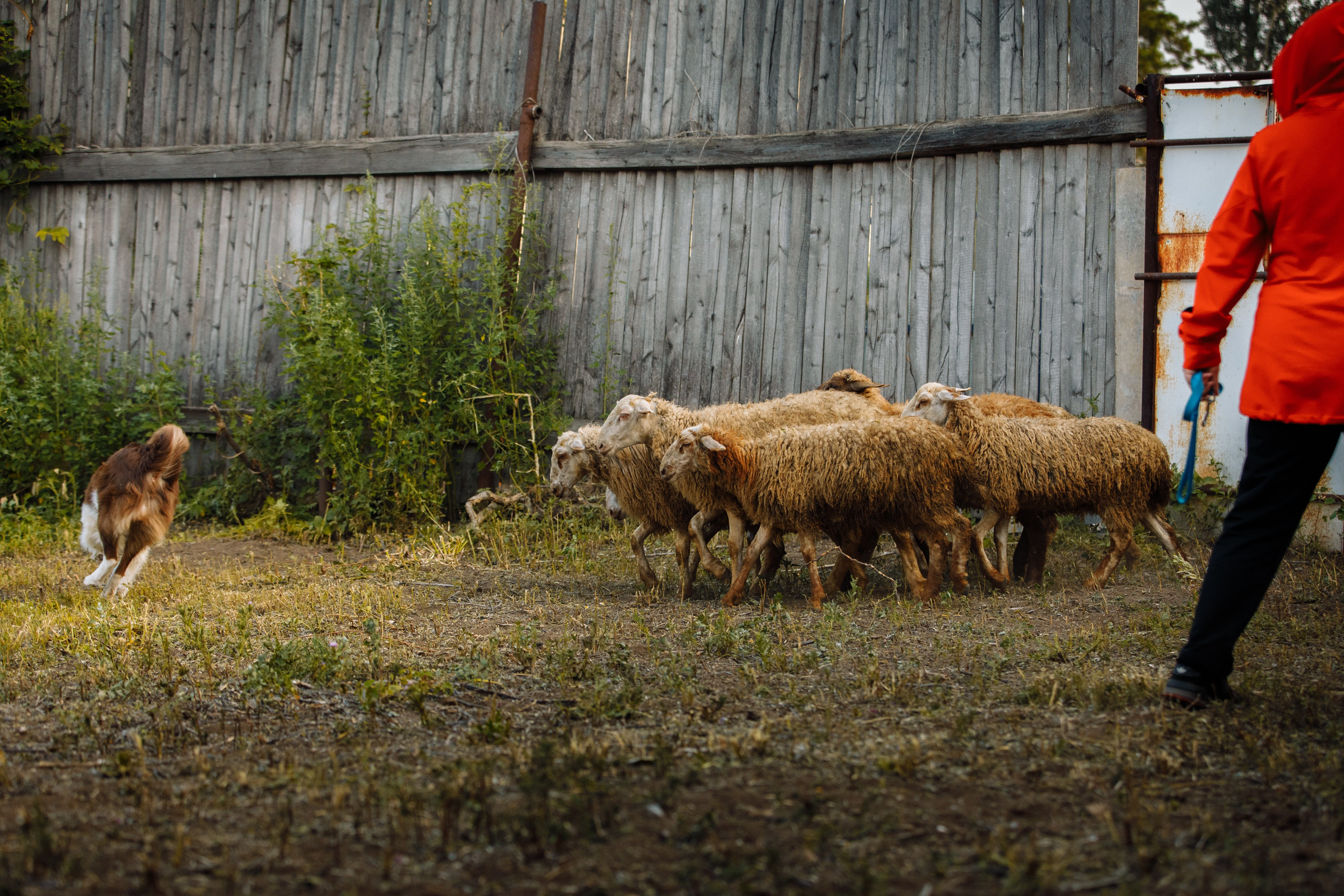 Овечий день. О нас
