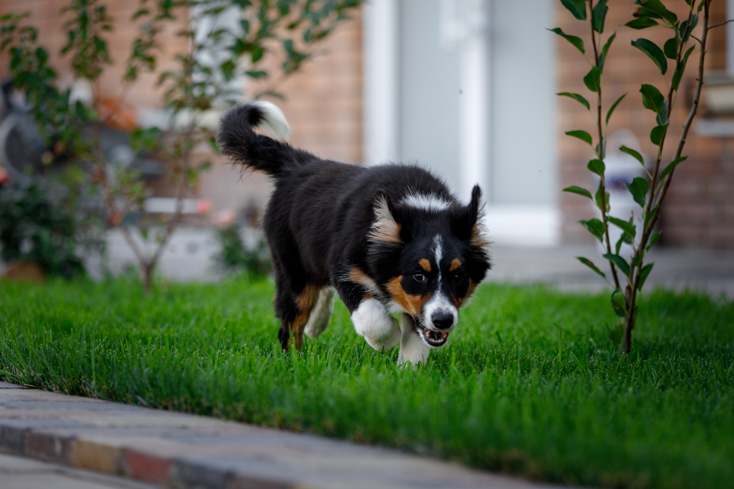 Смешарики. О нас