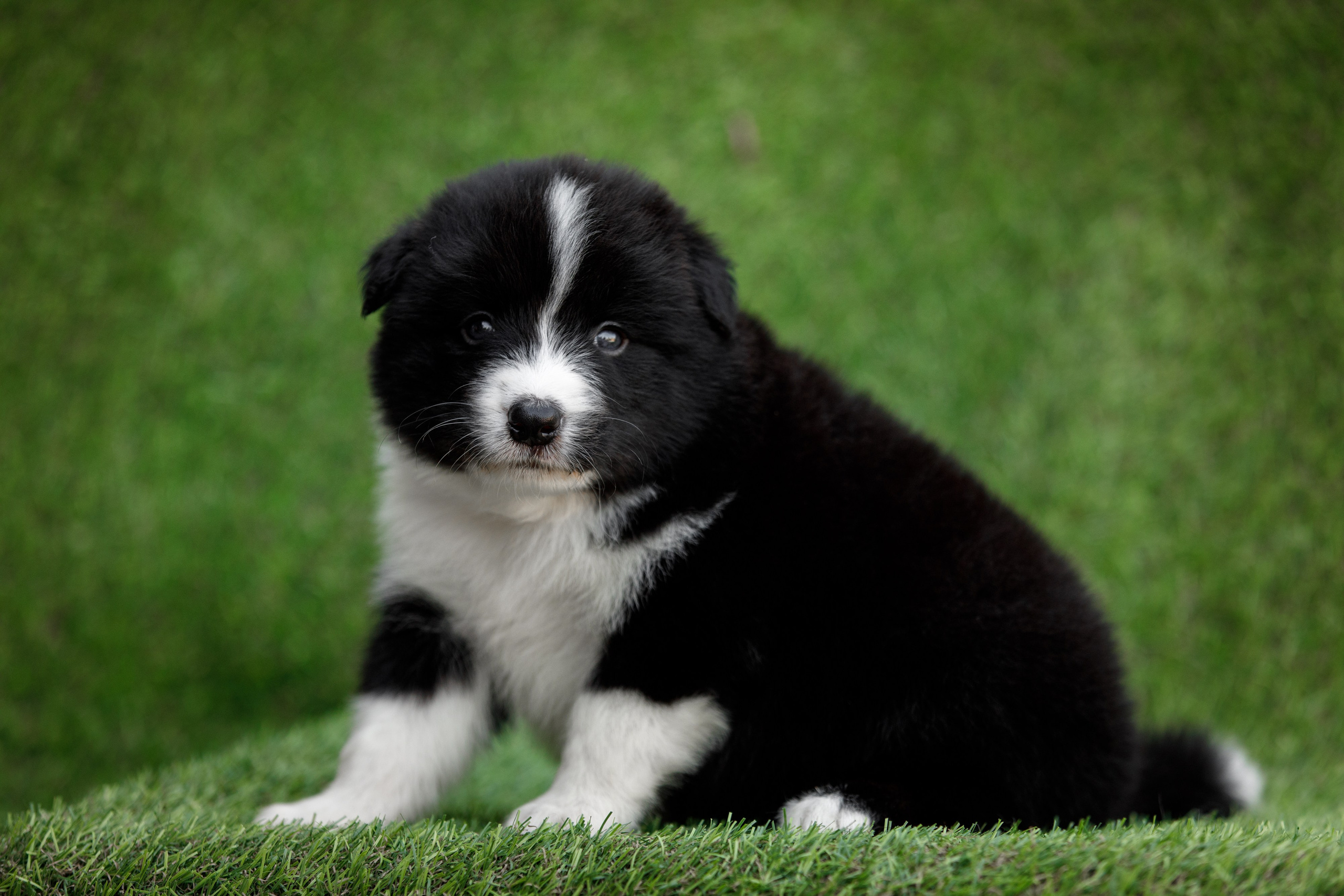 Смешарики. О нас