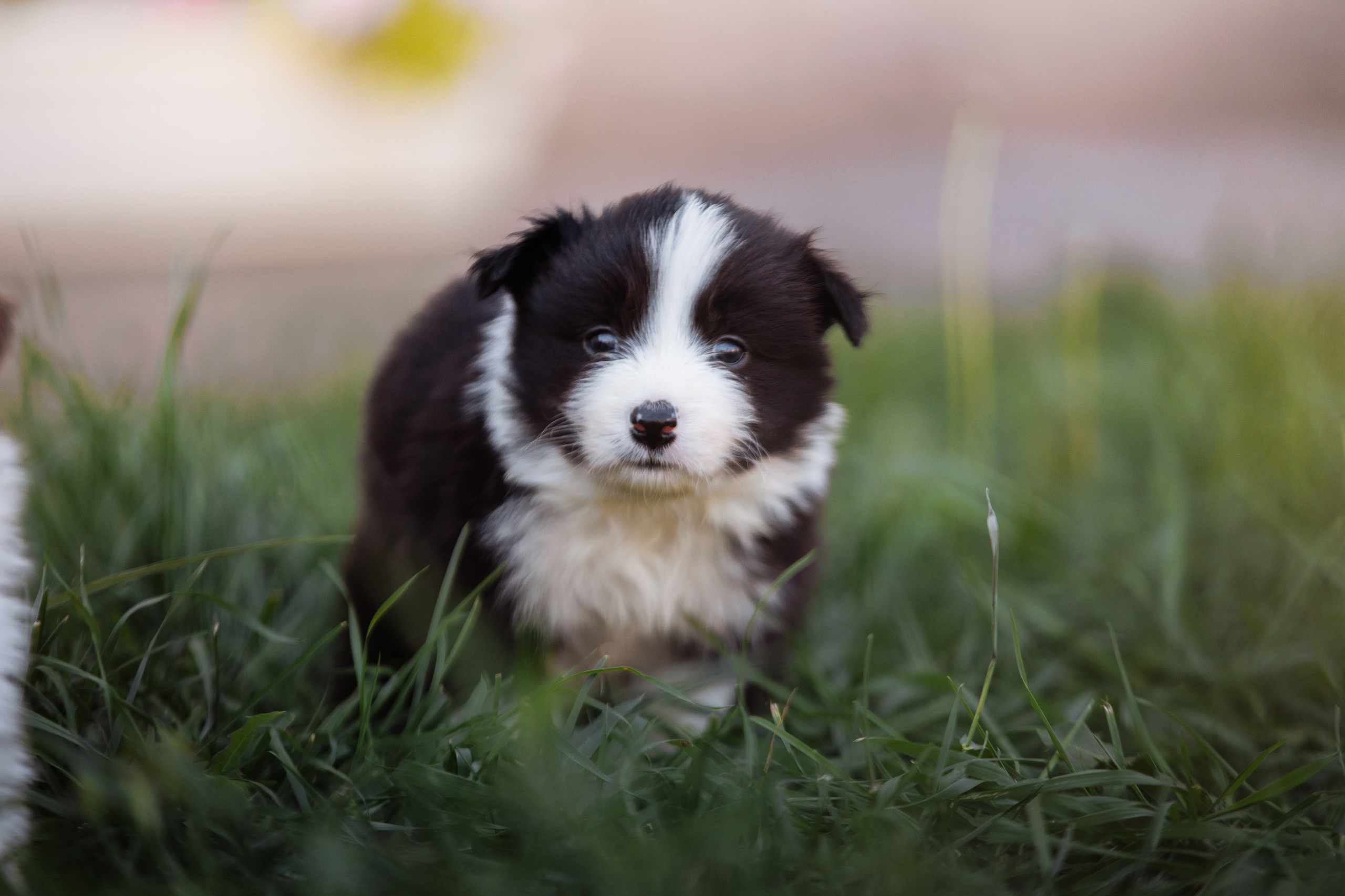 МММ — маленькое мягкое милое. О нас