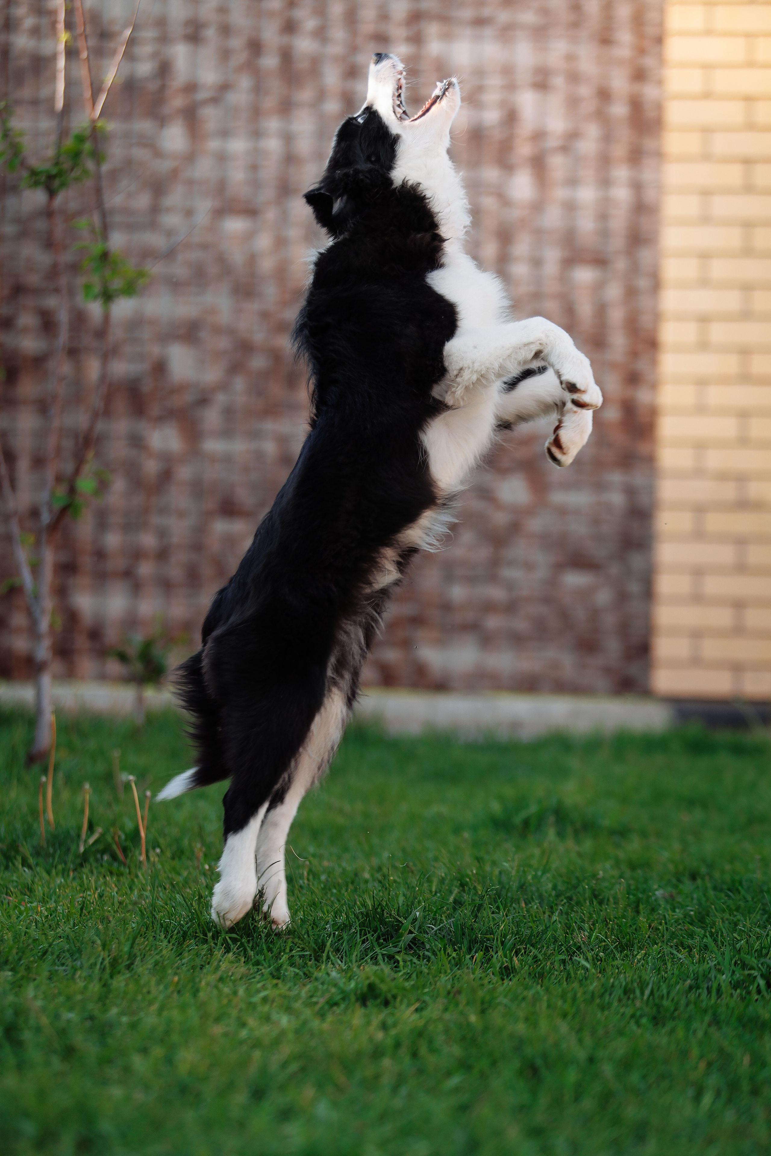 Пушистое. О нас