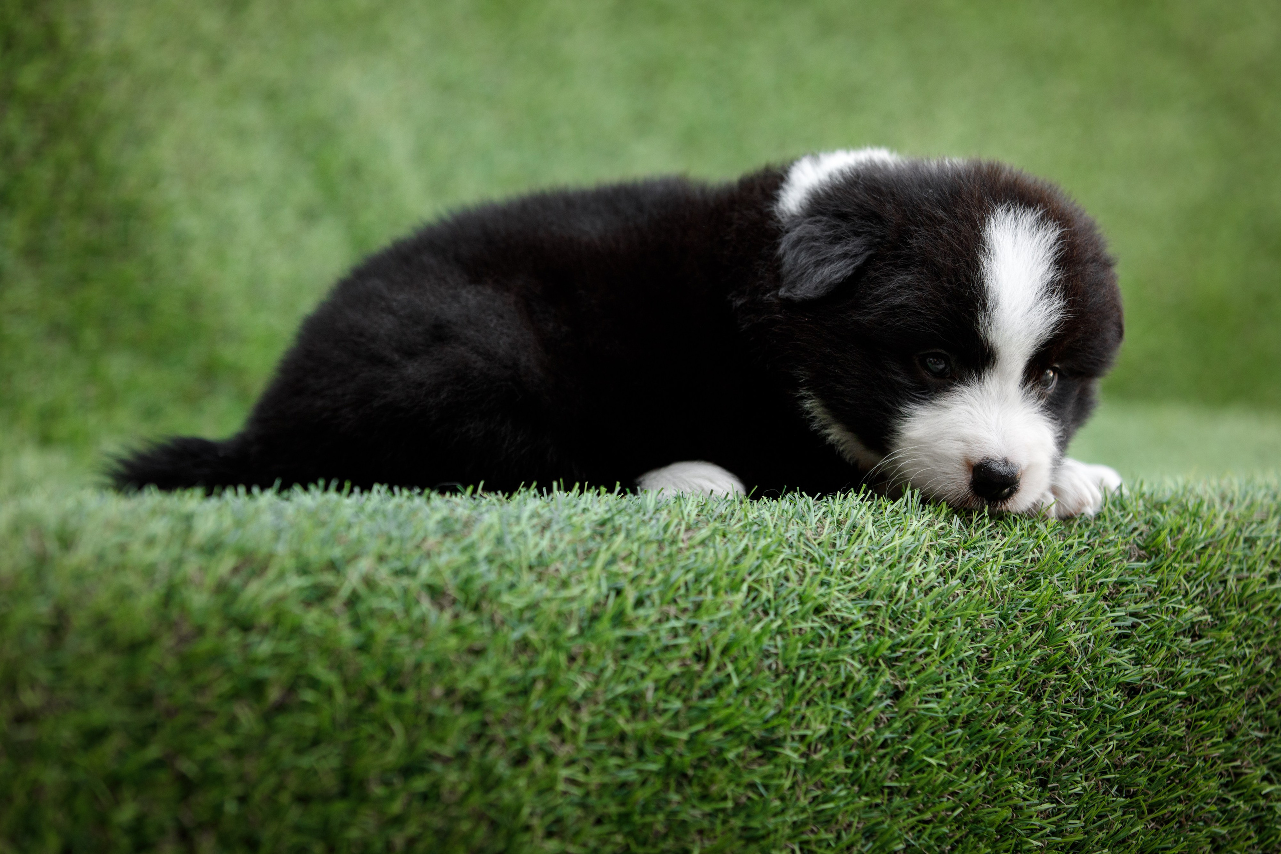 Смешарики. О нас